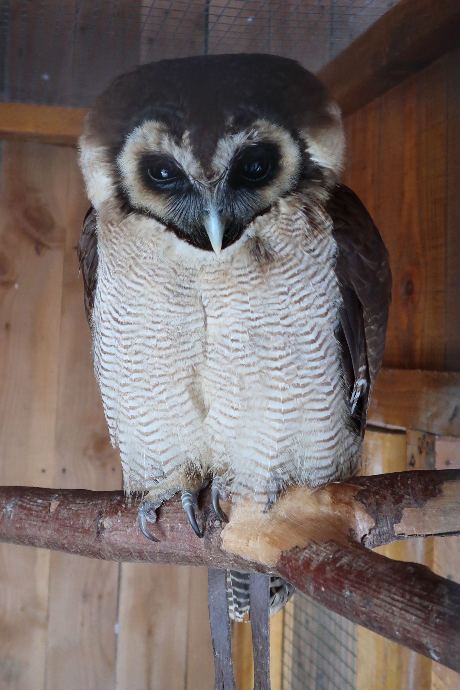 chouette_leptogramme_-_strix_leptogrammica1md