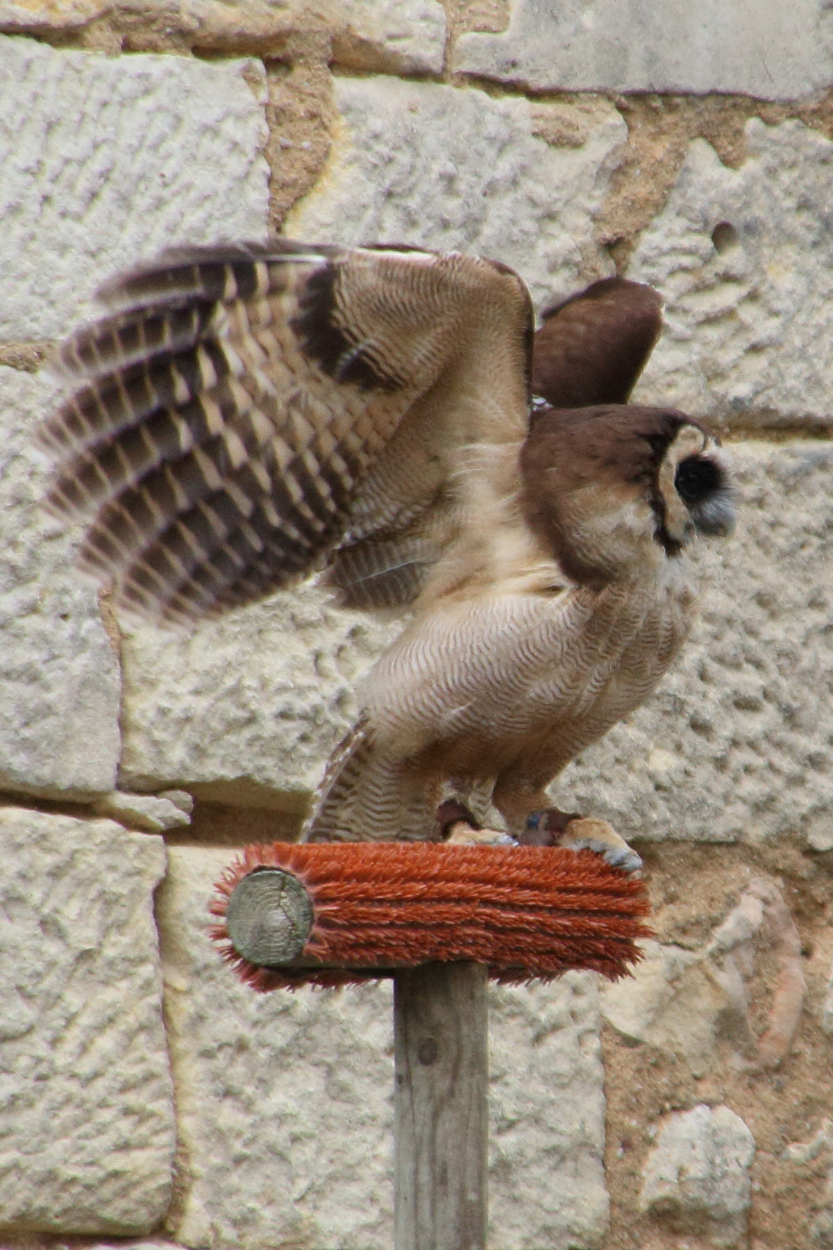 chouette_leptogramme_-_strix_leptogrammica2md