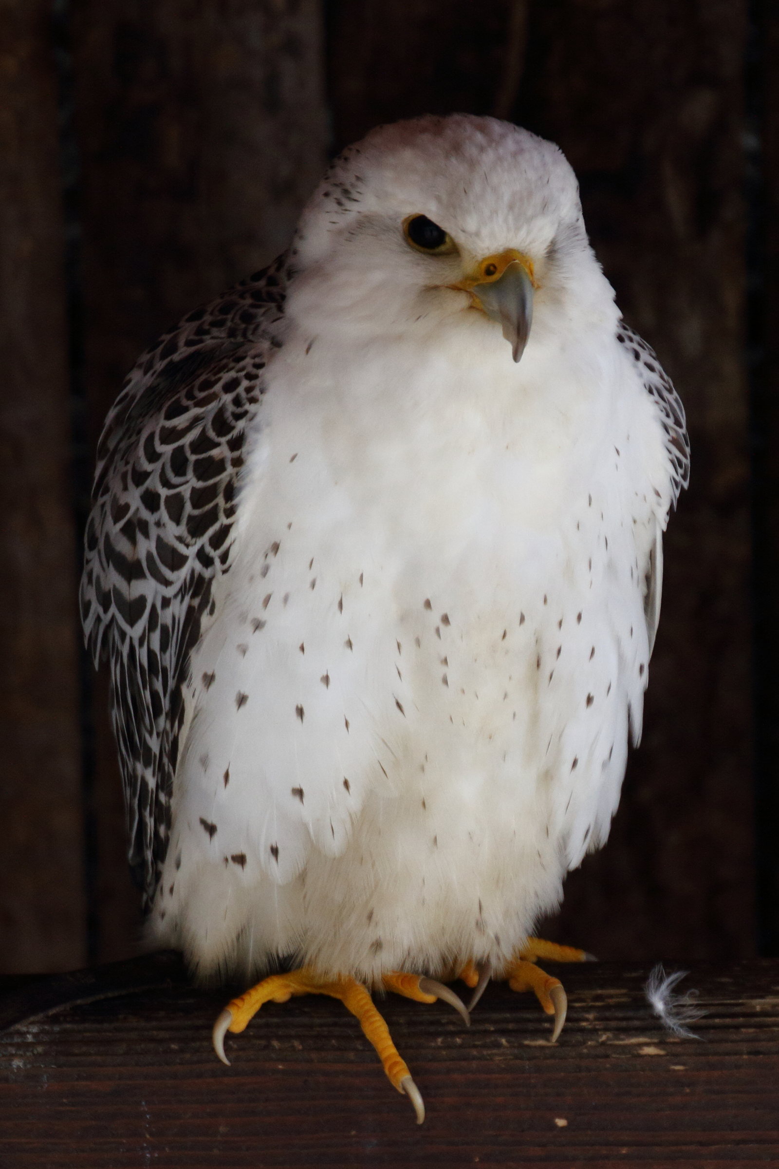 faucon_gerfaut_-_falco_rusticolus1md