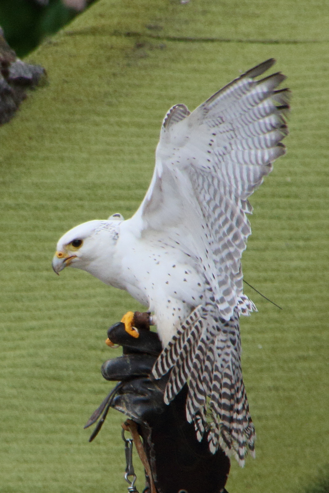 faucon_gerfaut_-_falco_rusticolus2md