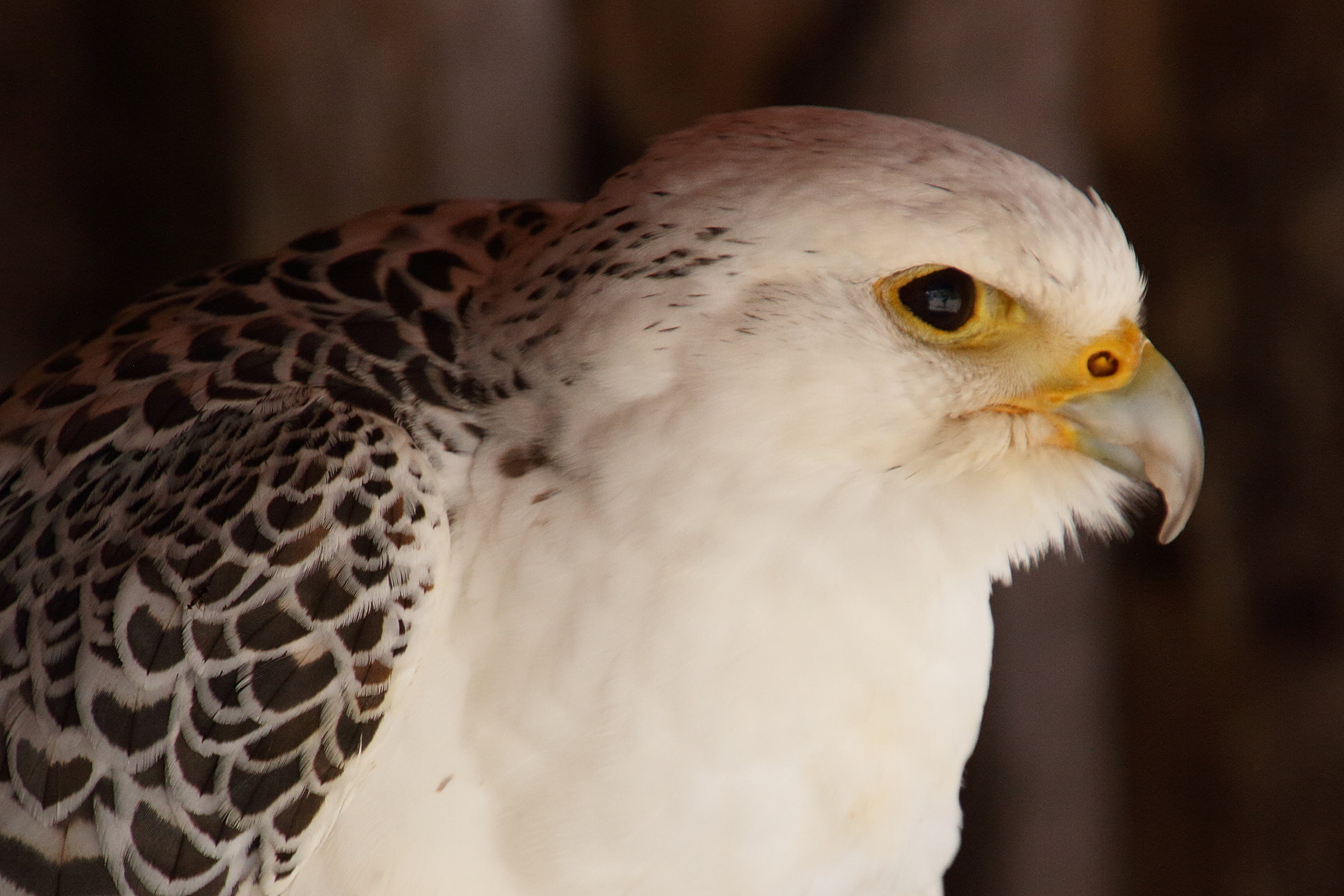 faucon_gerfaut_-_falco_rusticolus3md