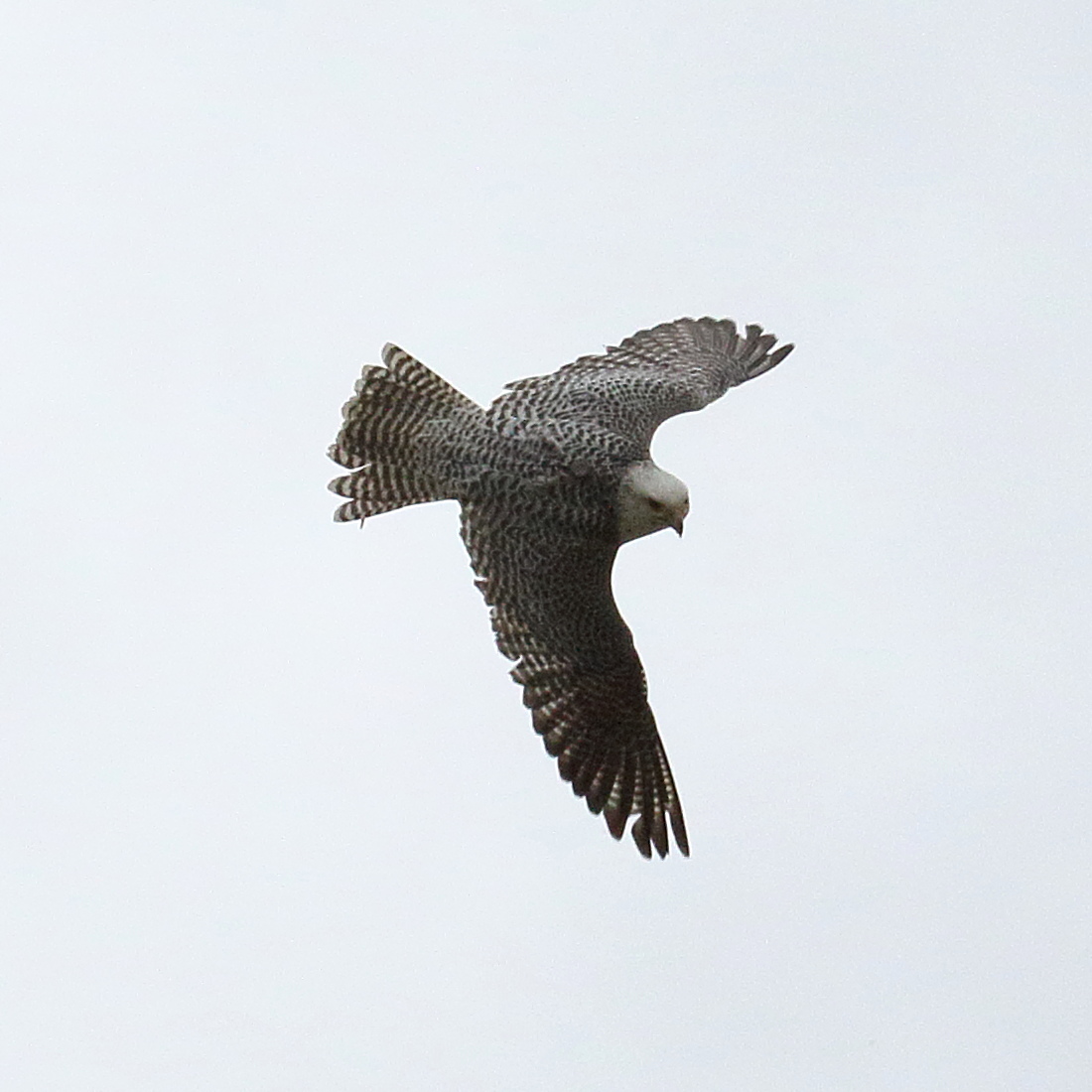 faucon_gerfaut_-_falco_rusticolus4bd