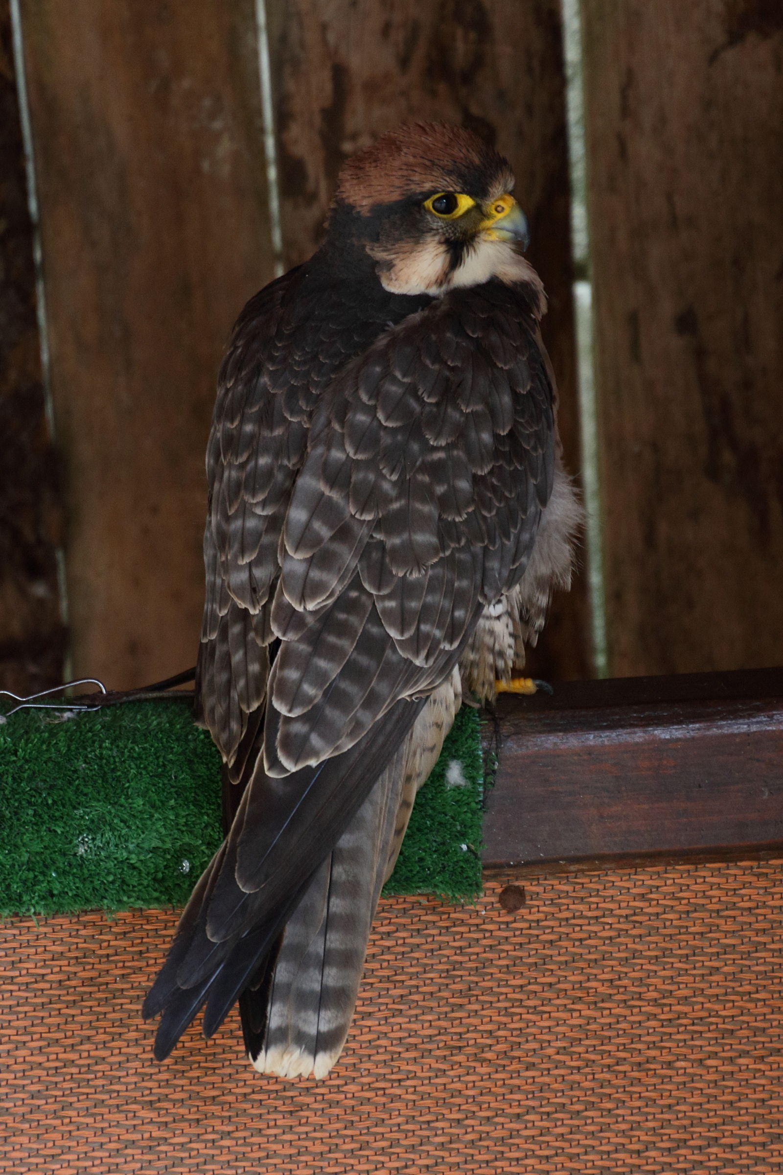 faucon_lanier_-_falco_biarmicus1md