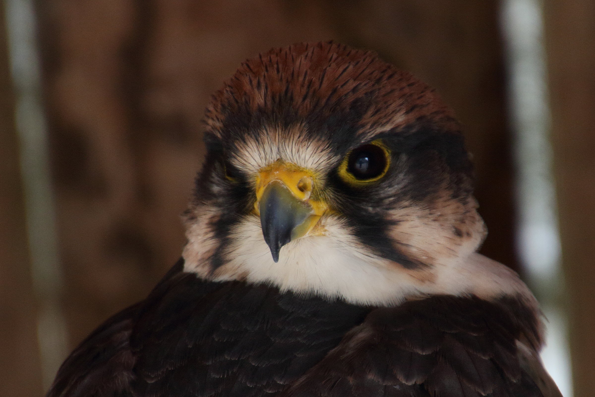 faucon_lanier_-_falco_biarmicus2md