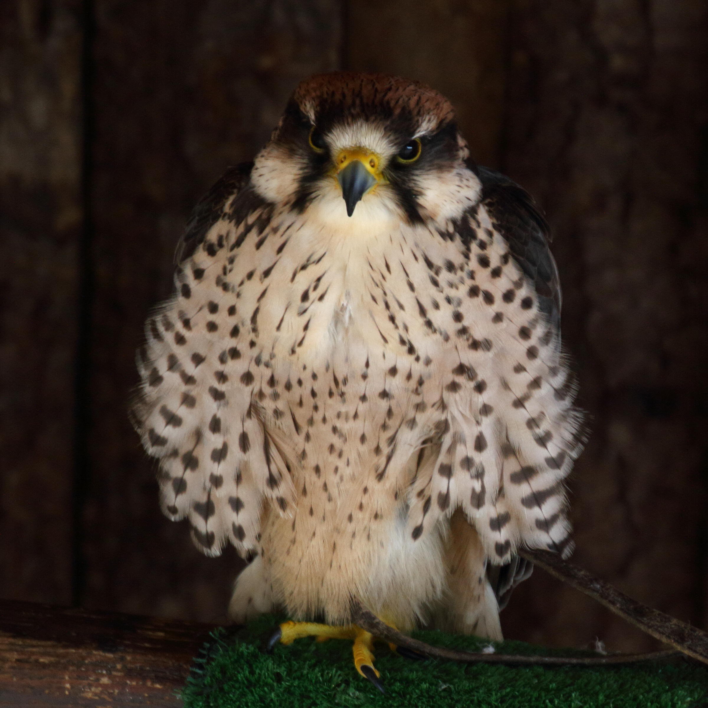 faucon_lanier_-_falco_biarmicus3md