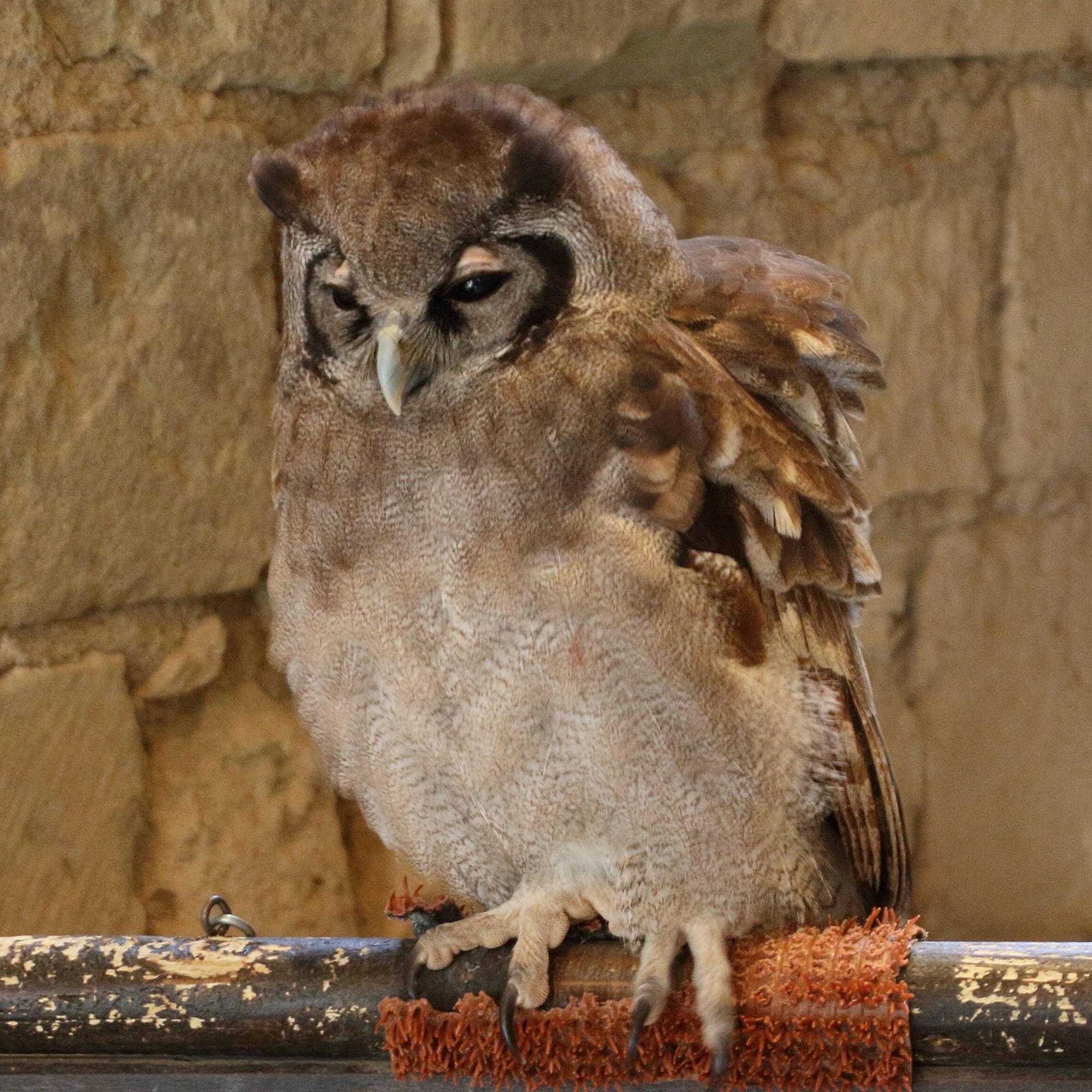 grand-duc_de_verreaux_-_bubo_lacteus1md