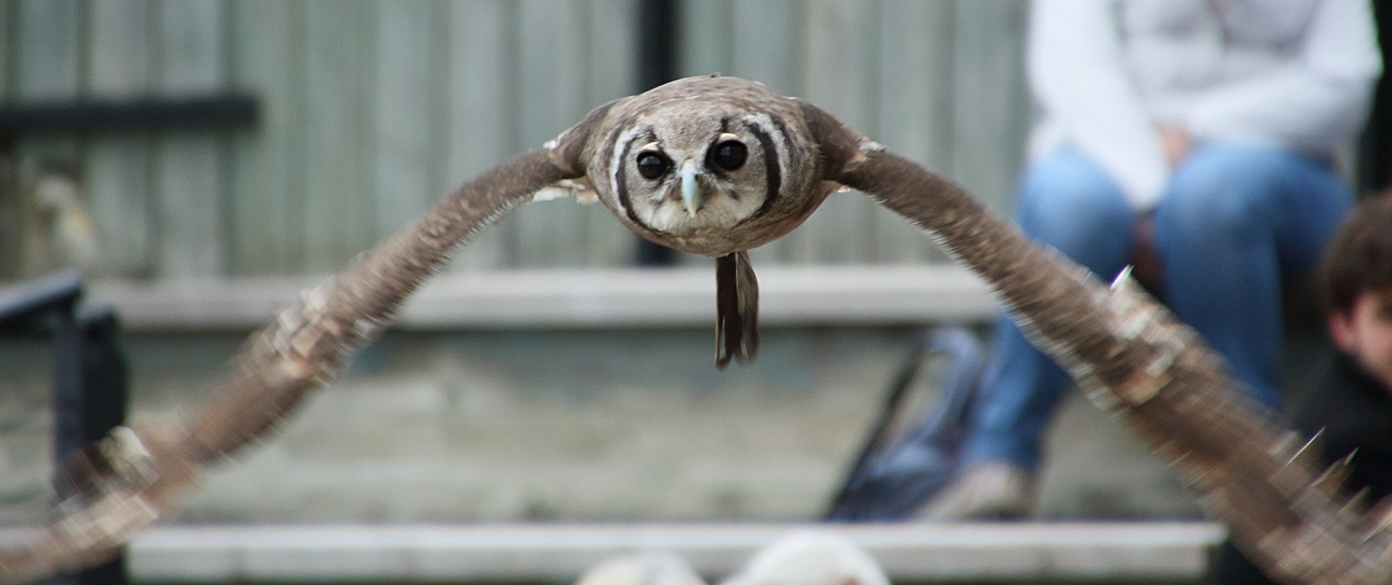 grand-duc_de_verreaux_-_bubo_lacteus2md