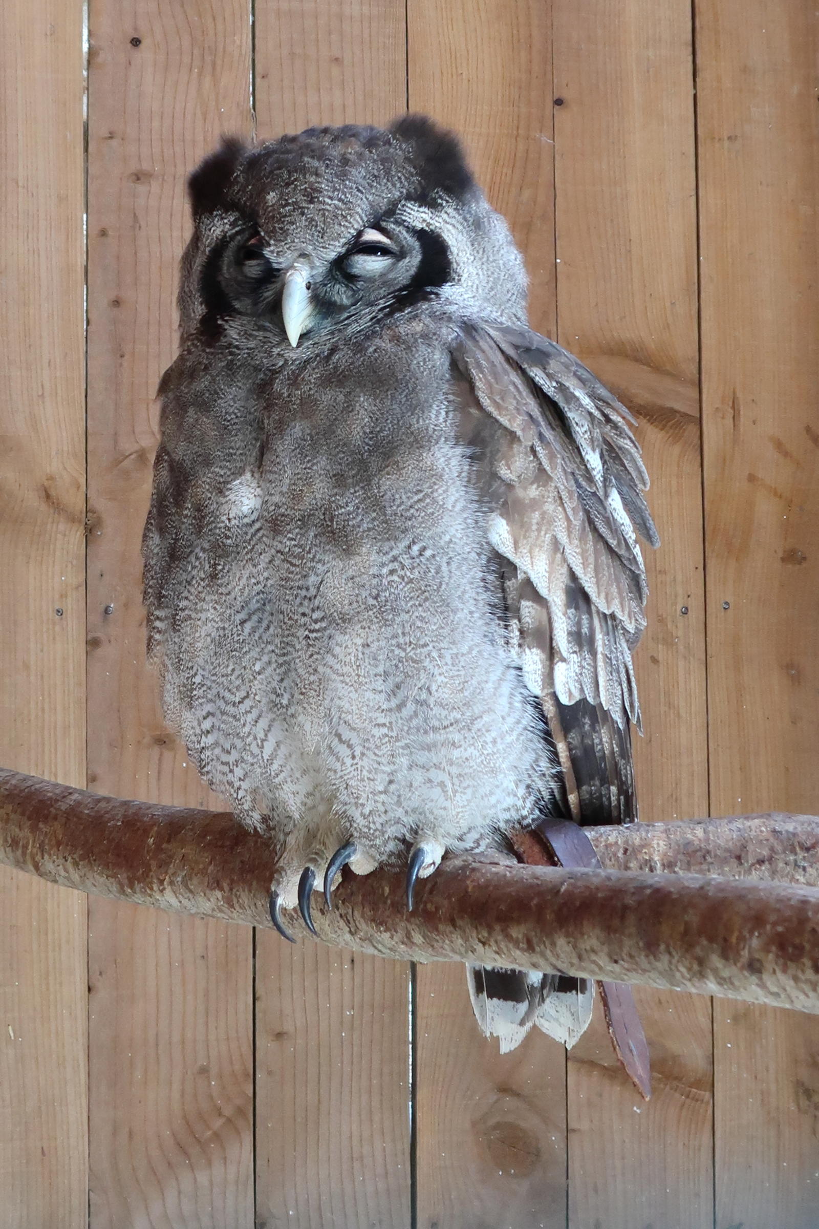 grand-duc_de_verreaux_-_bubo_lacteus3md