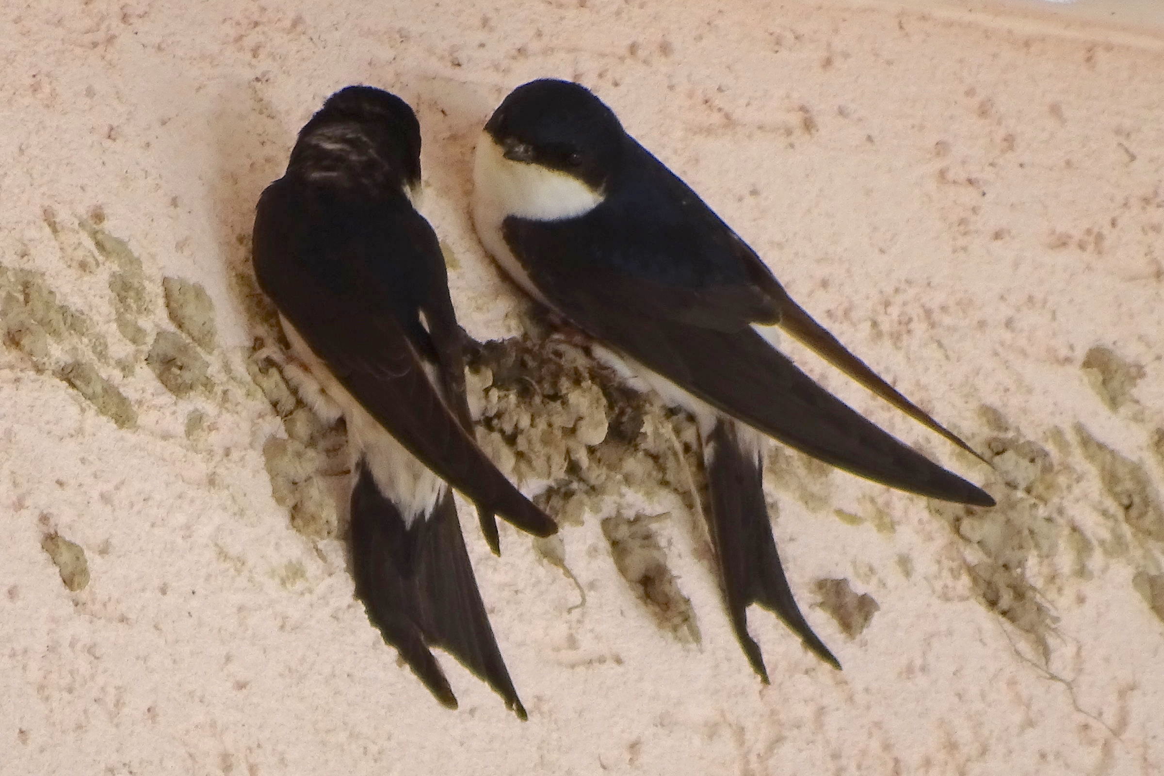 hirondelle_de_fenetre_-_delichon_urbicum10mv