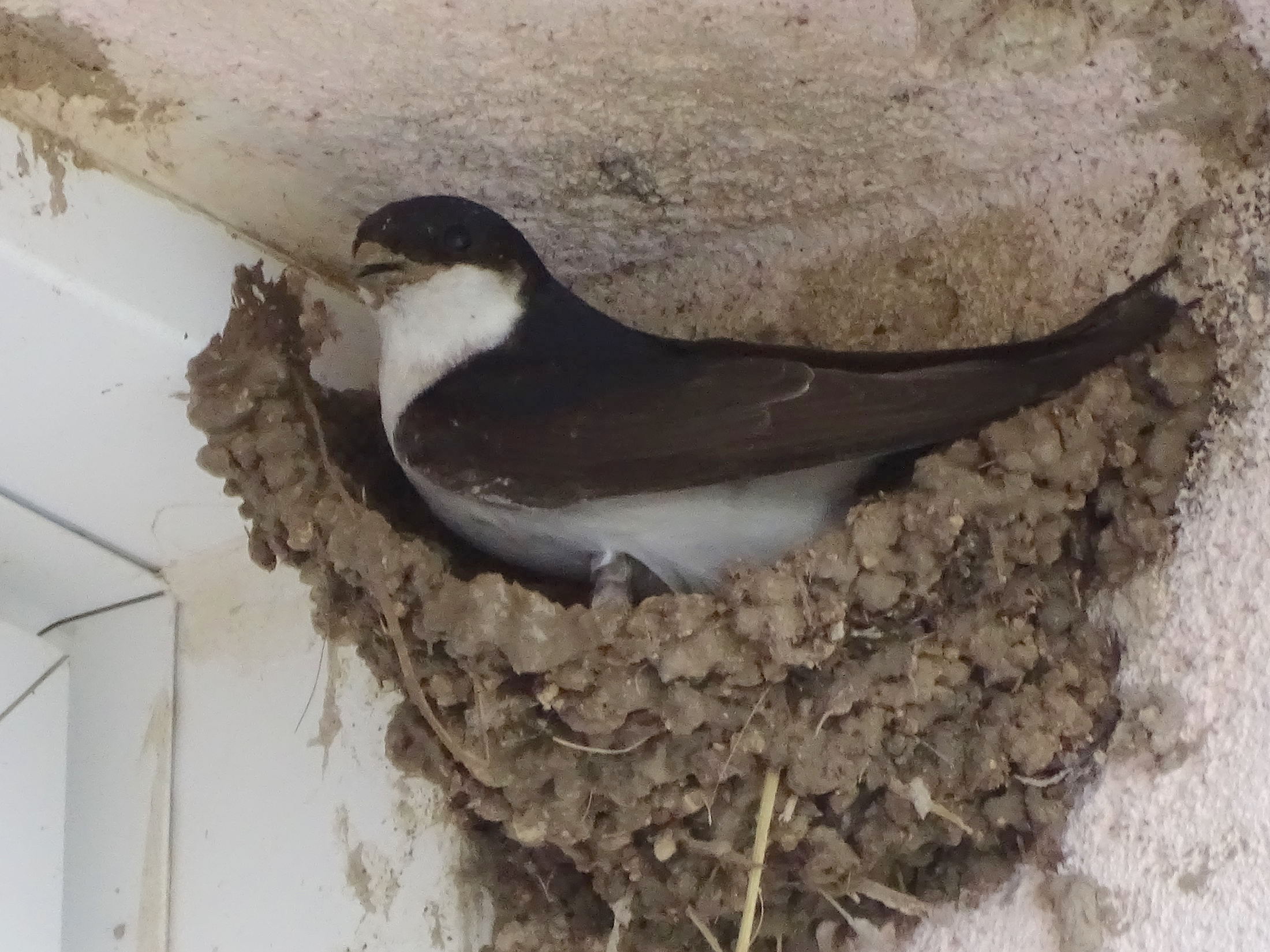 hirondelle_de_fenetre_-_delichon_urbicum11mv