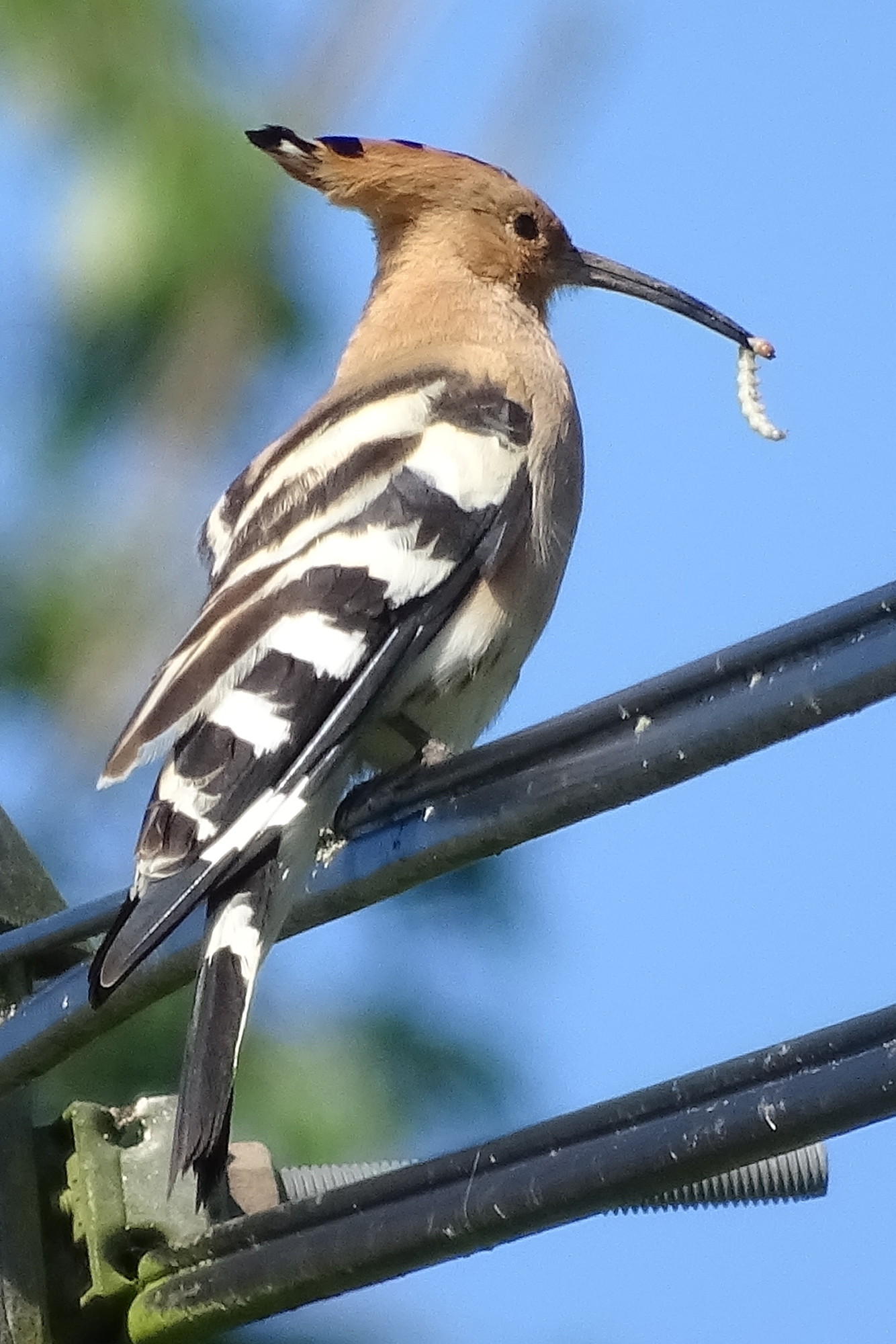 huppe_fasciee_-_upupa_epops7mv