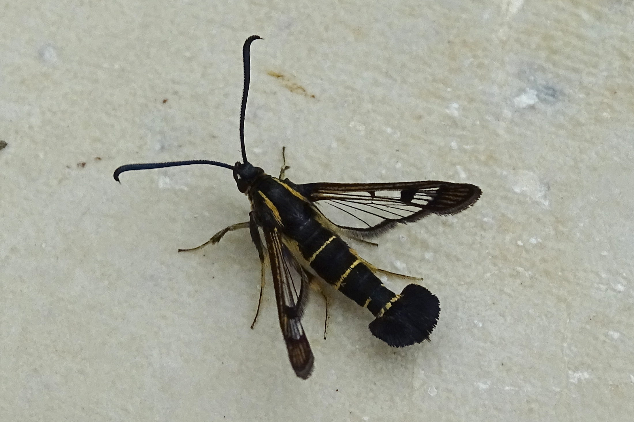 synanthedon_tipuliformis2mv