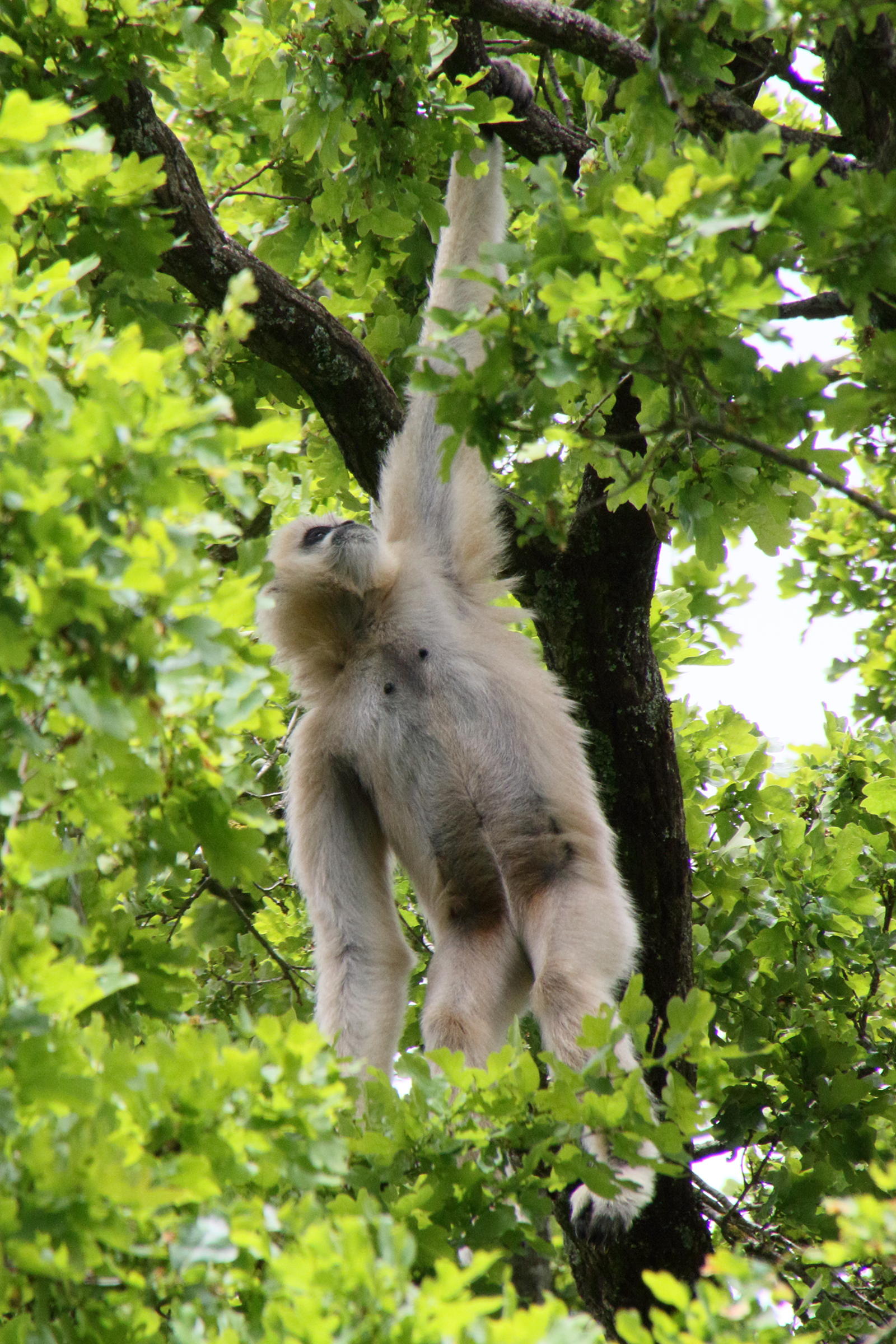 nomascus_leucogenys3md