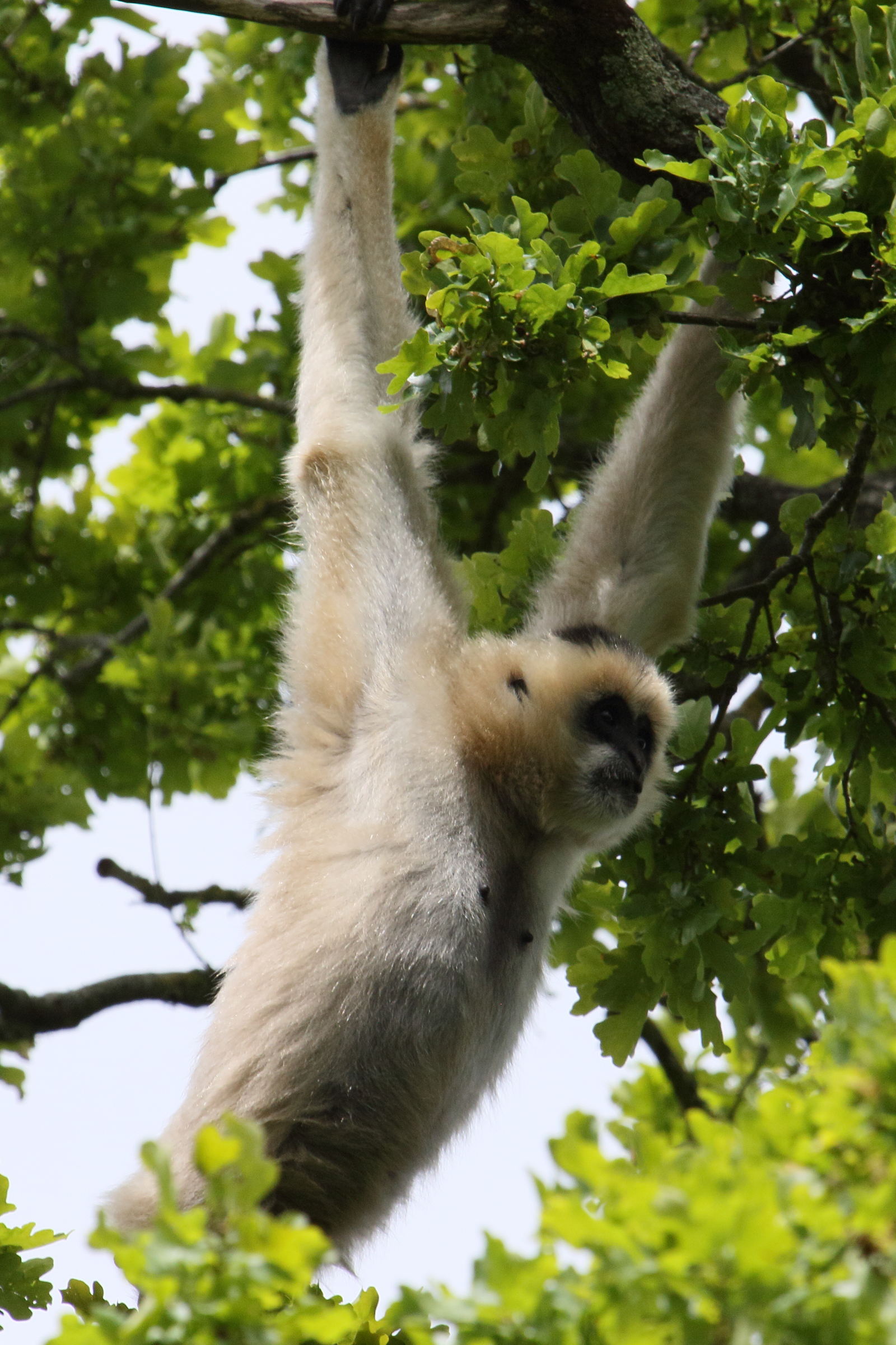 nomascus_leucogenys4bd