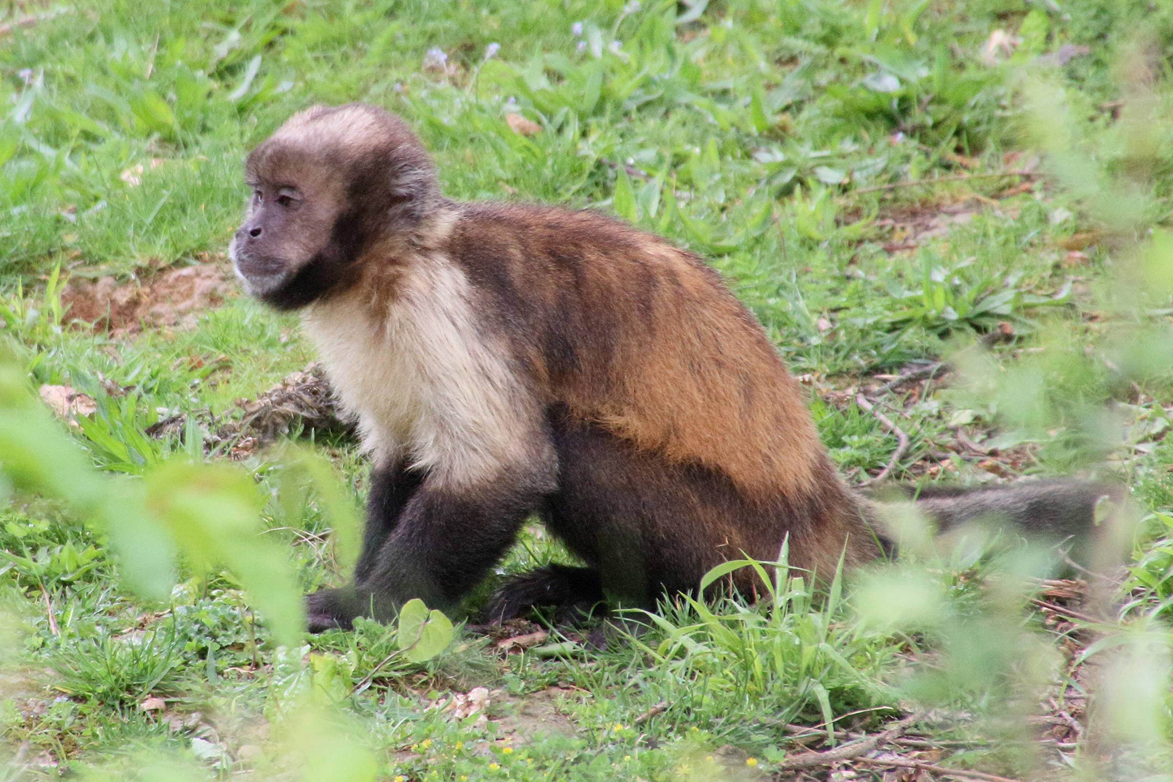 sapajus_xanthosternos3md