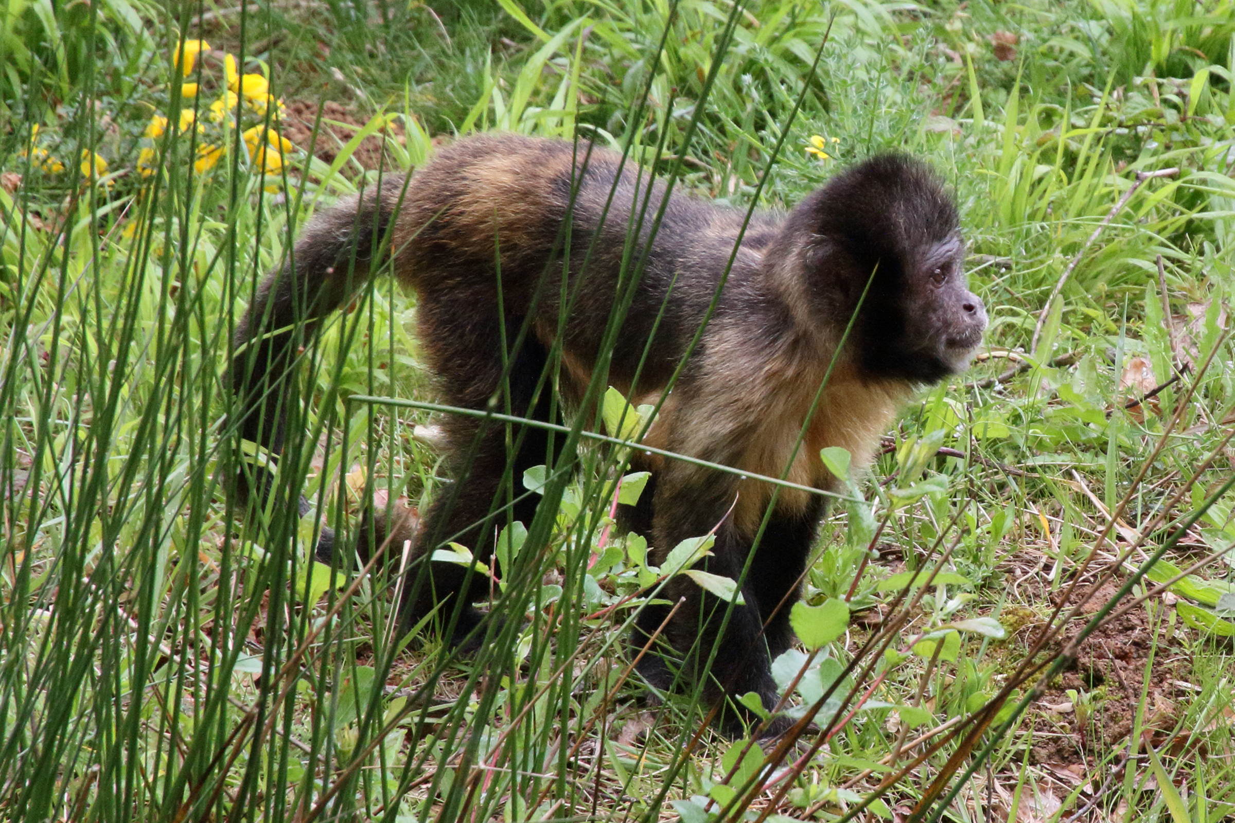 sapajus_xanthosternos4md