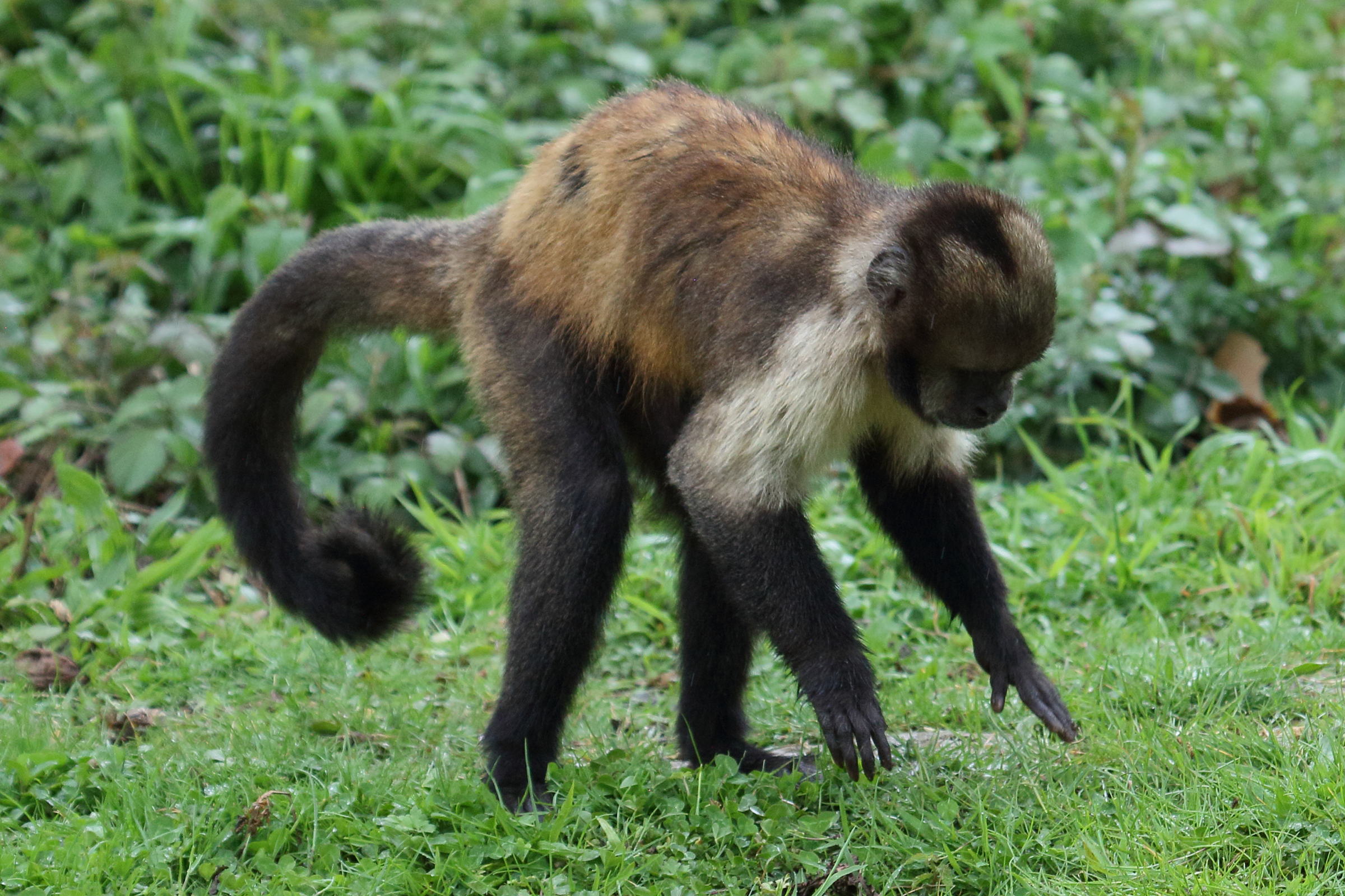 sapajus_xanthosternos5bd