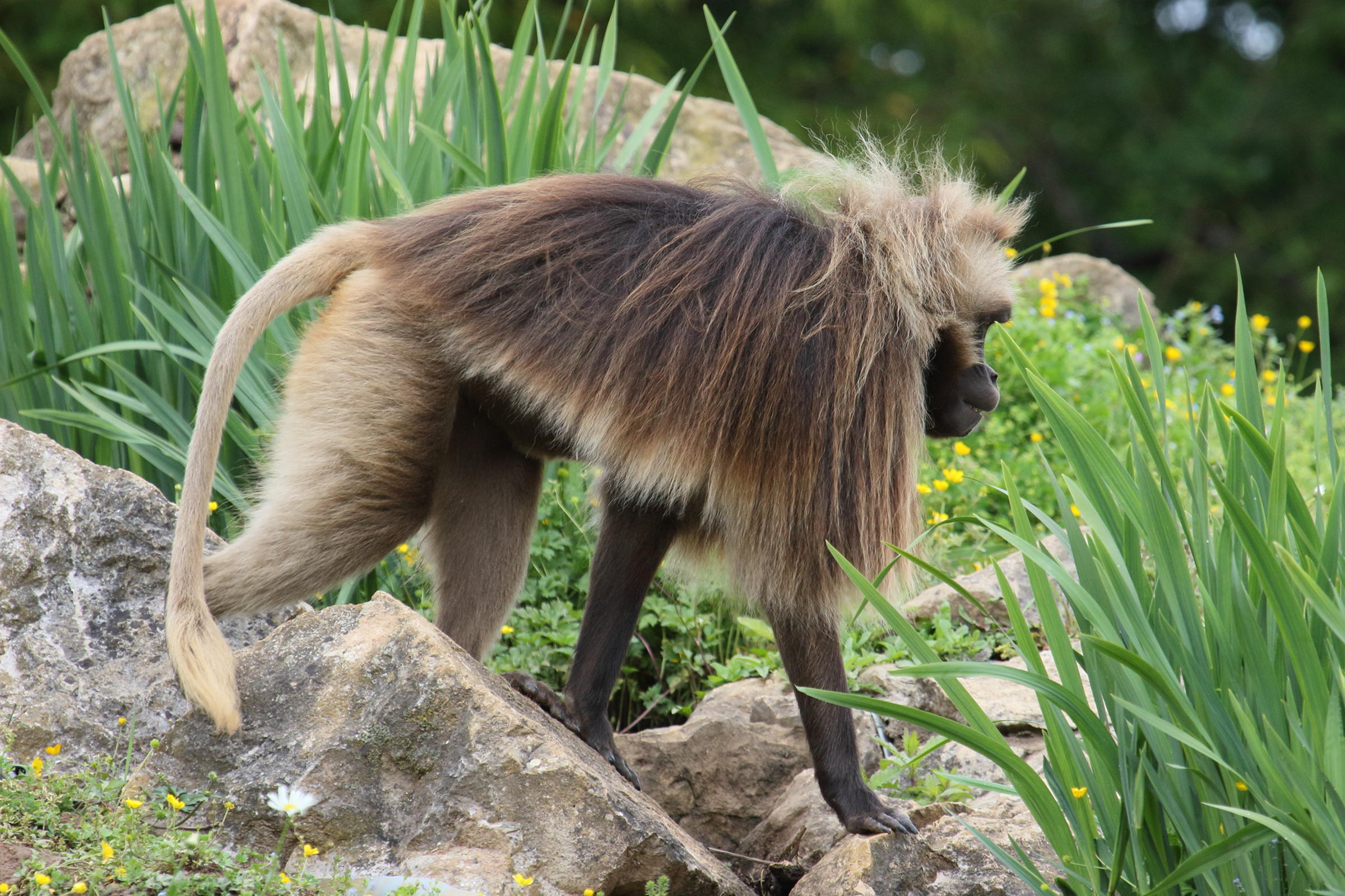 theropithecus_gelada7bd