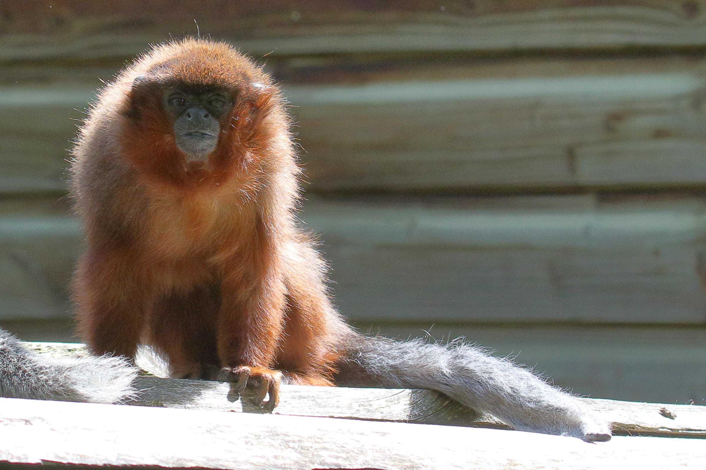 callicebus_cupreus2bd