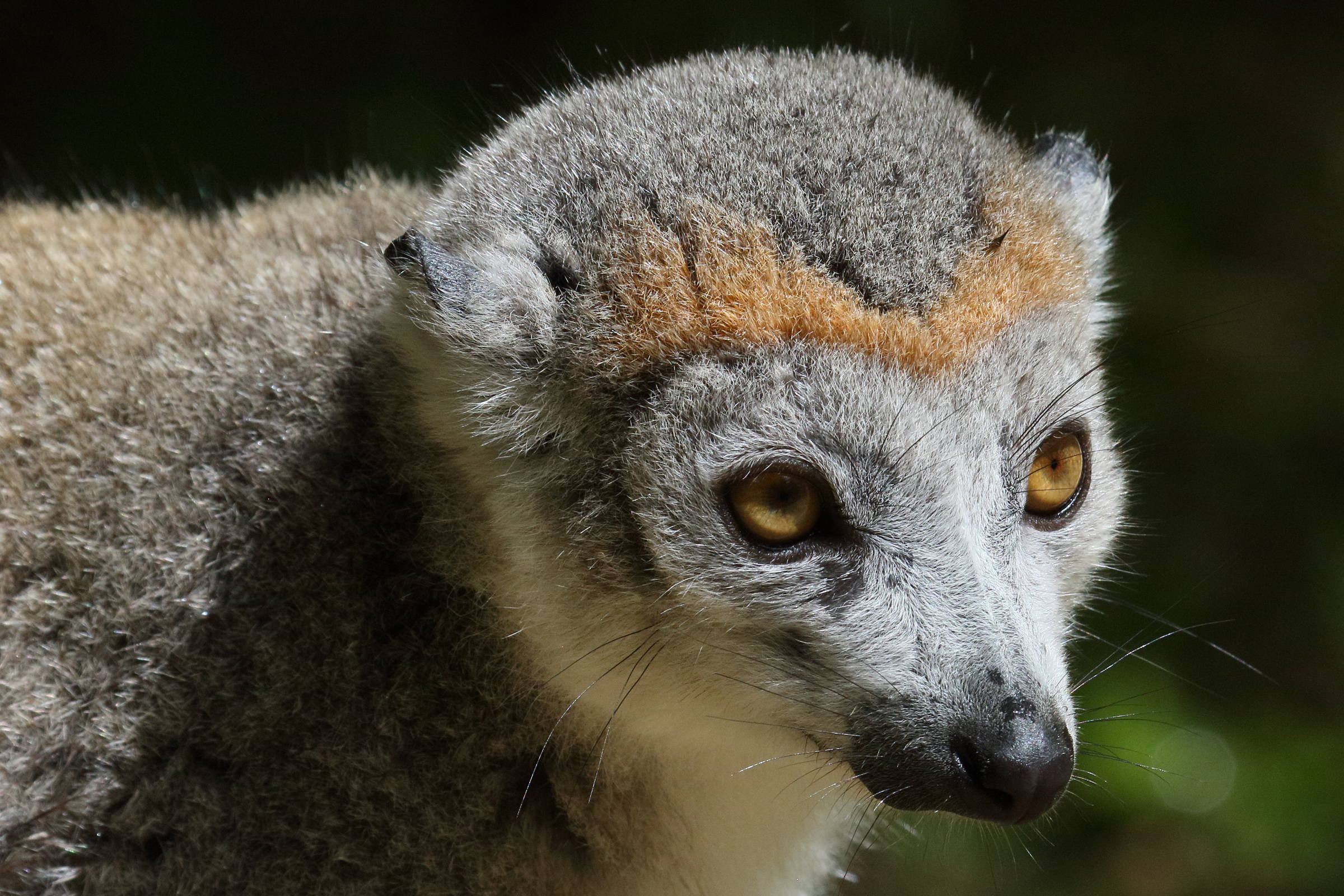 eulemur_coronatus5bd