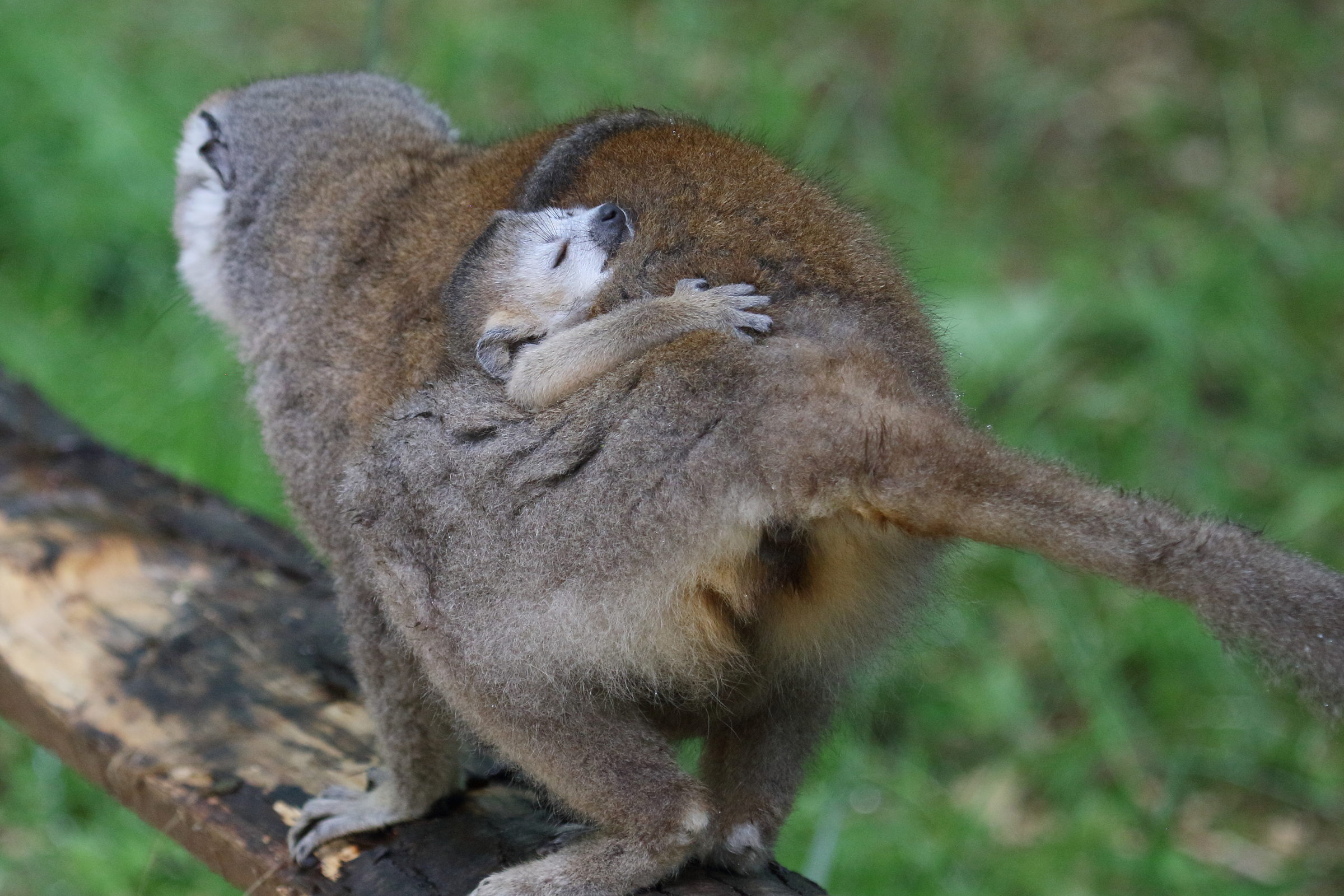 eulemur_coronatus6bd