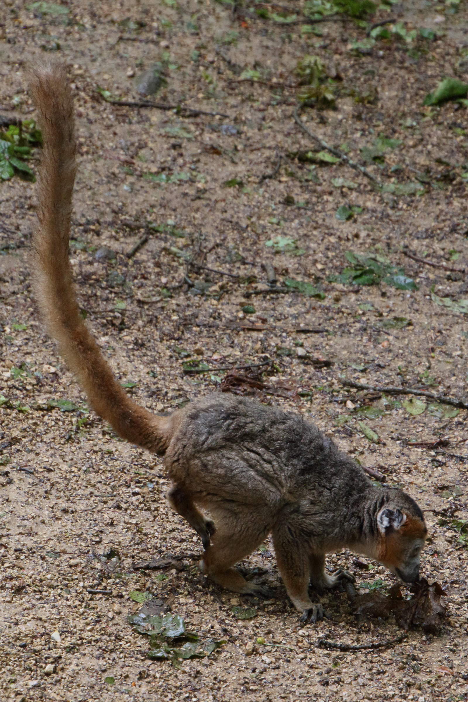 eulemur_coronatus7md