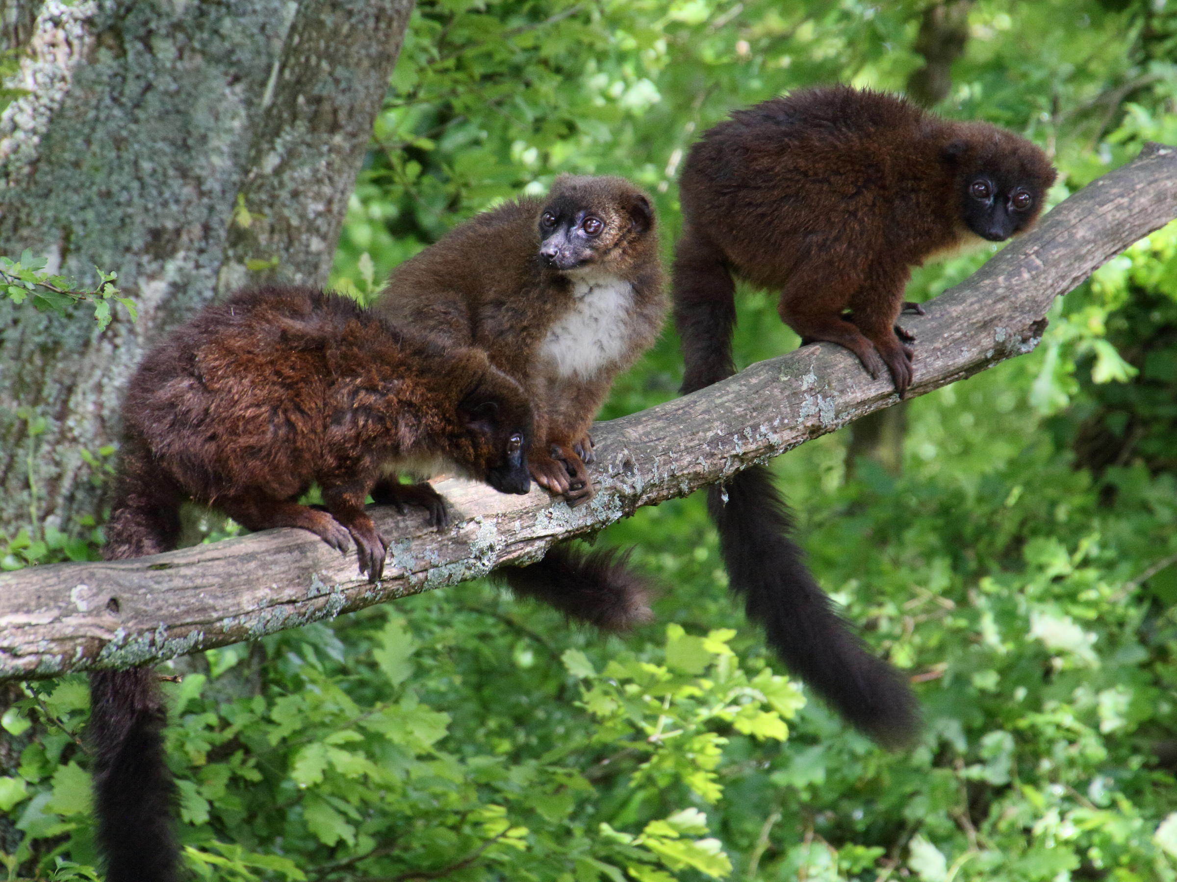 eulemur_rubriventer2md