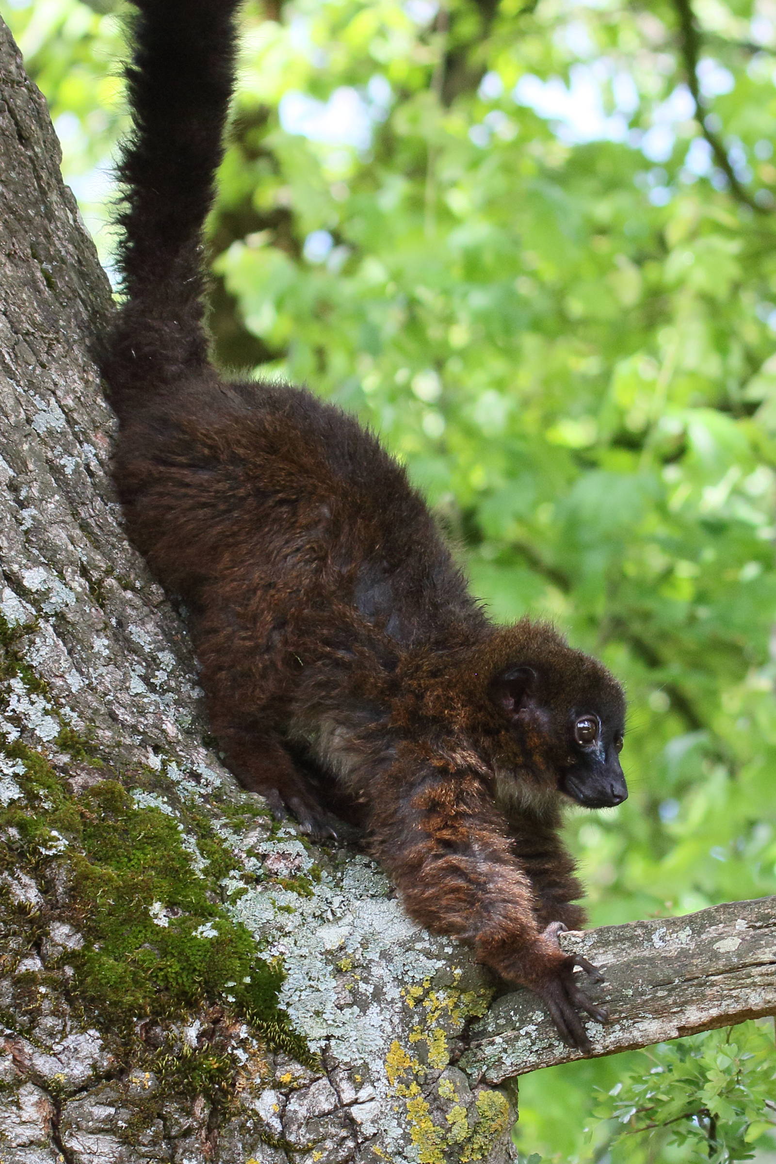 eulemur_rubriventer3bd