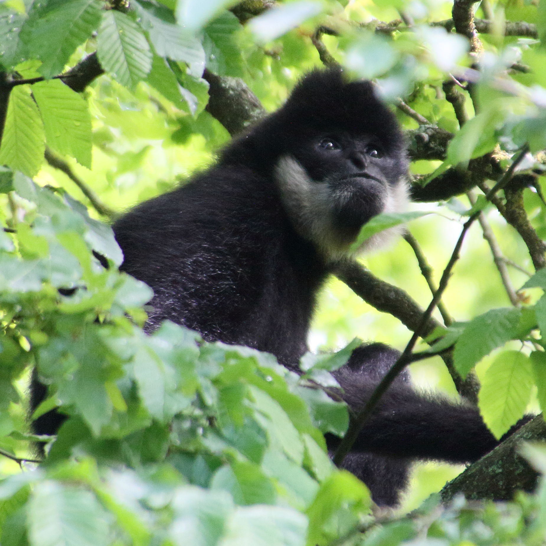 nomascus_leugenys5md