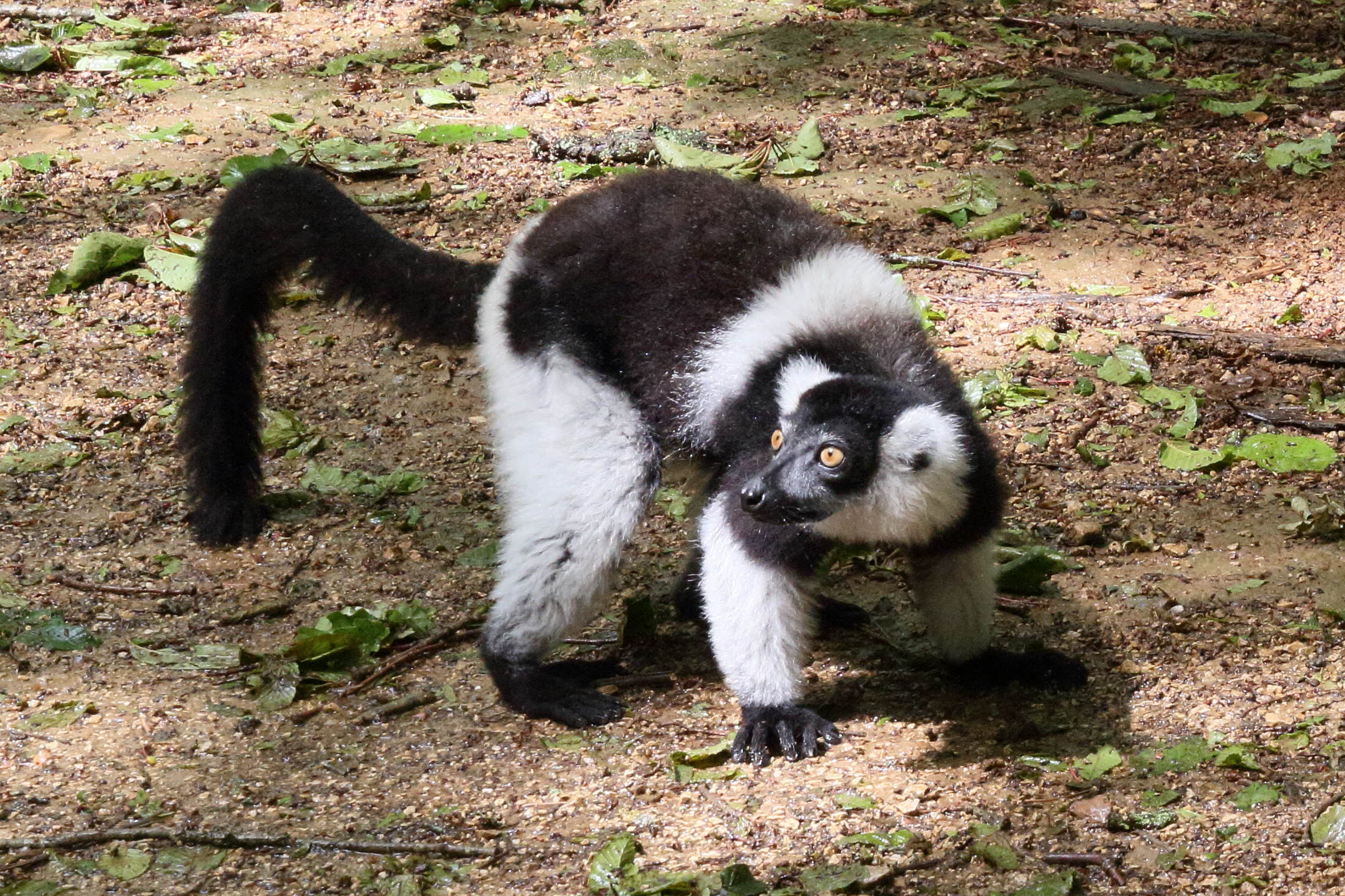 varecia_variegata_subcincta3md