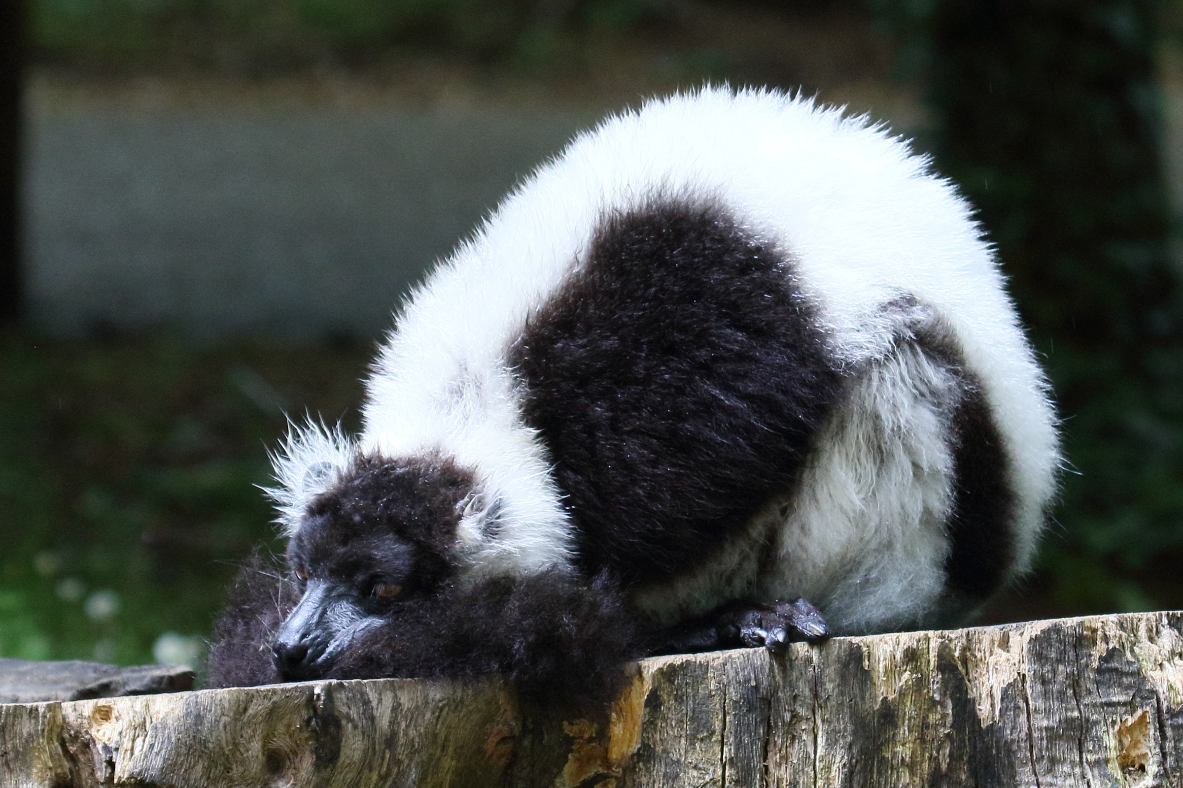 varecia_variegata_variegata4bd