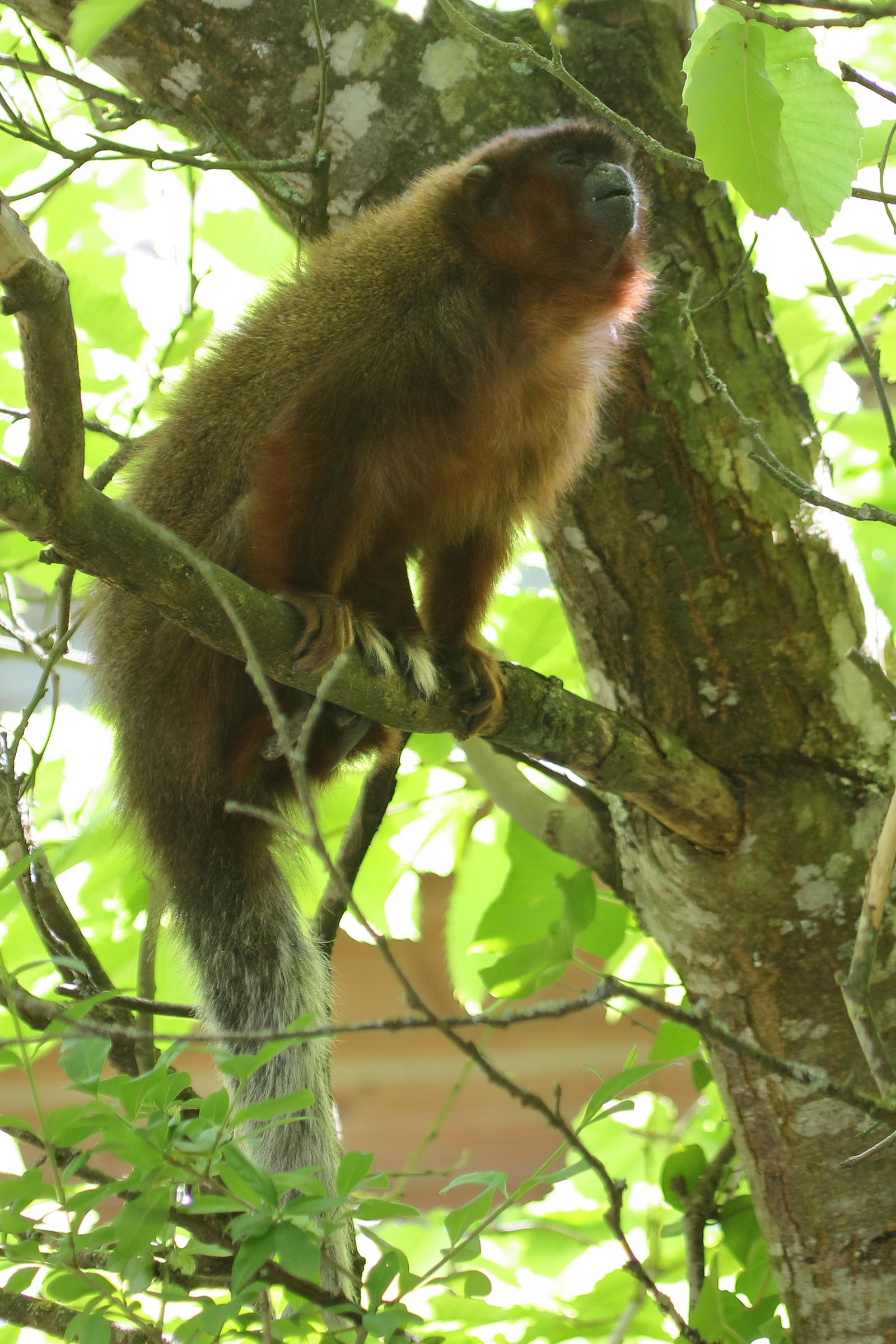 callicebus_cupreus3bd