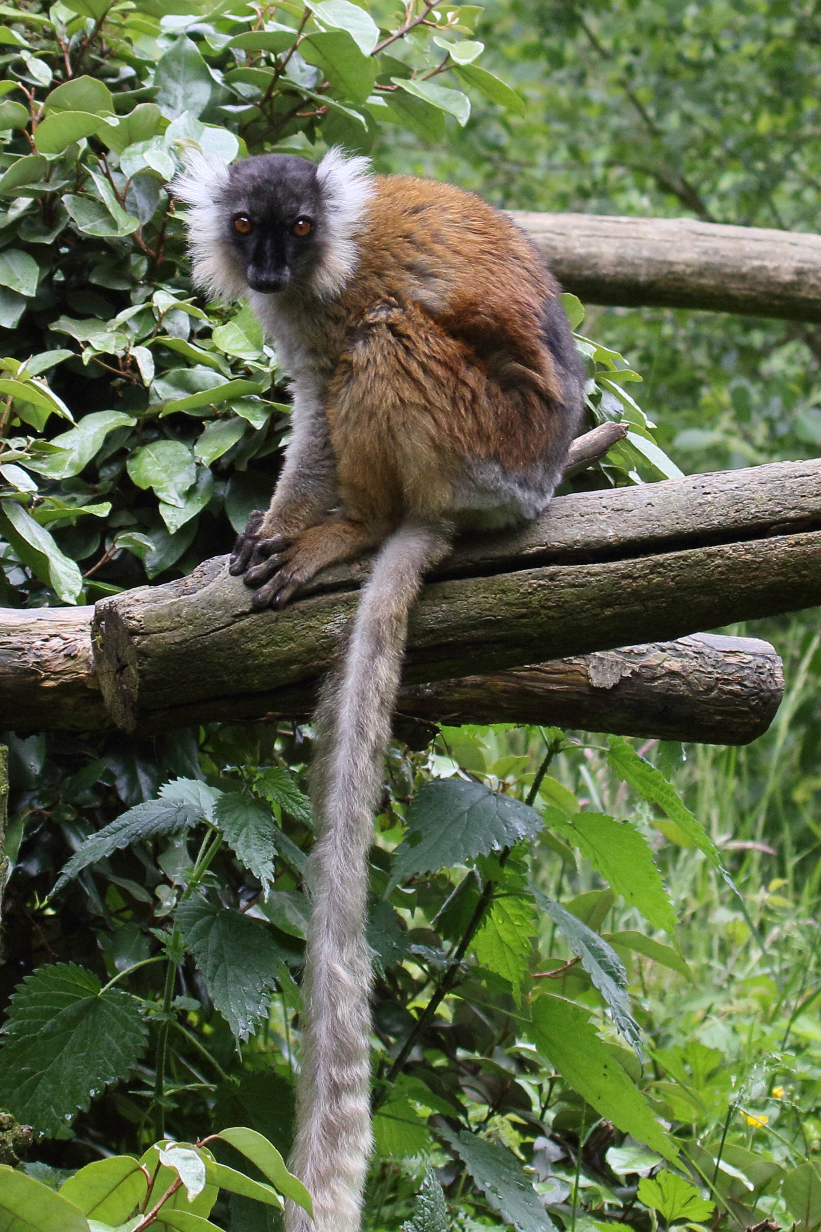 eulemur_macaco1bd
