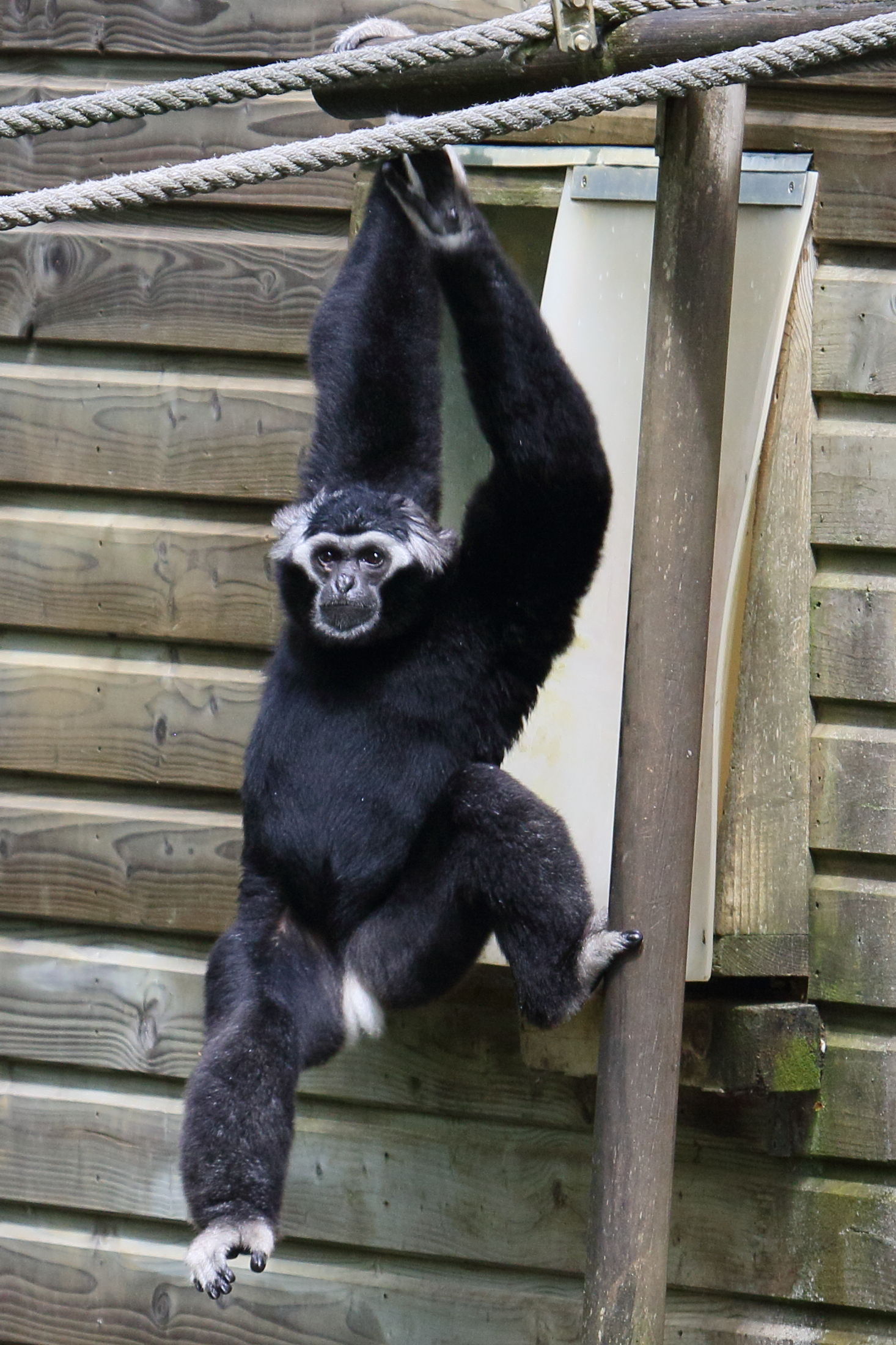 hylobates_pileatus1bd