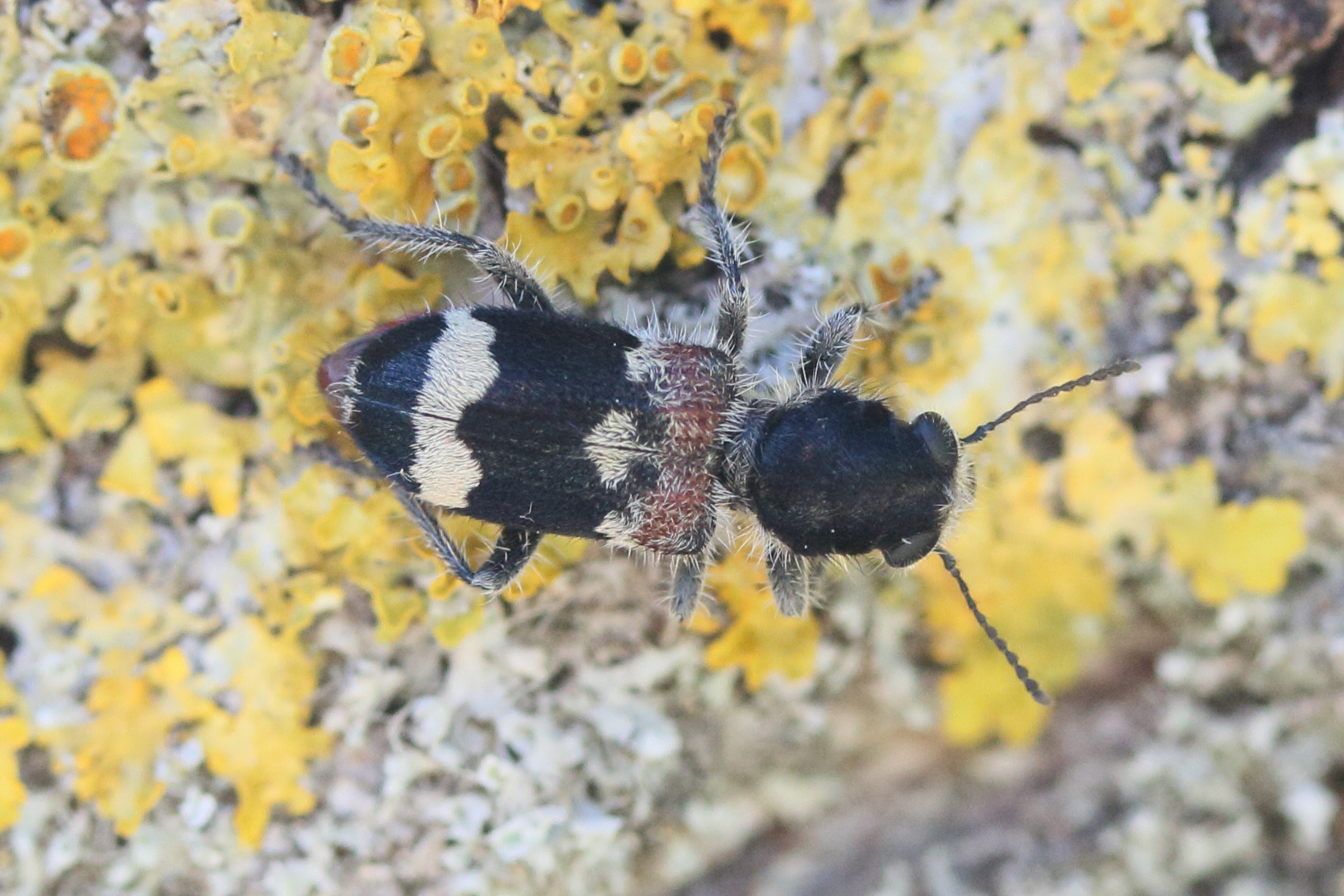 clerus_mutilarius2md