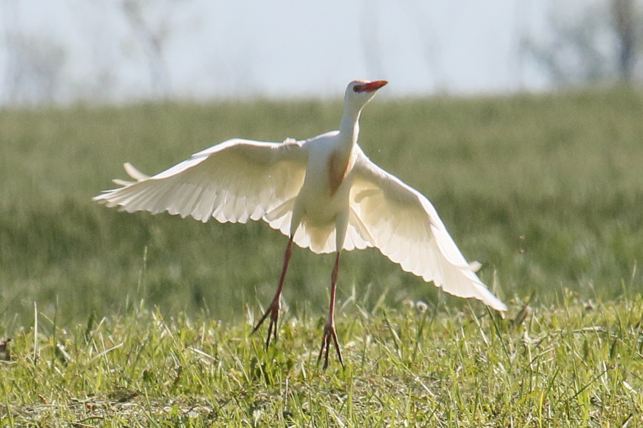 heron_gardeboeufs_-_bubulcus_ibis10bd