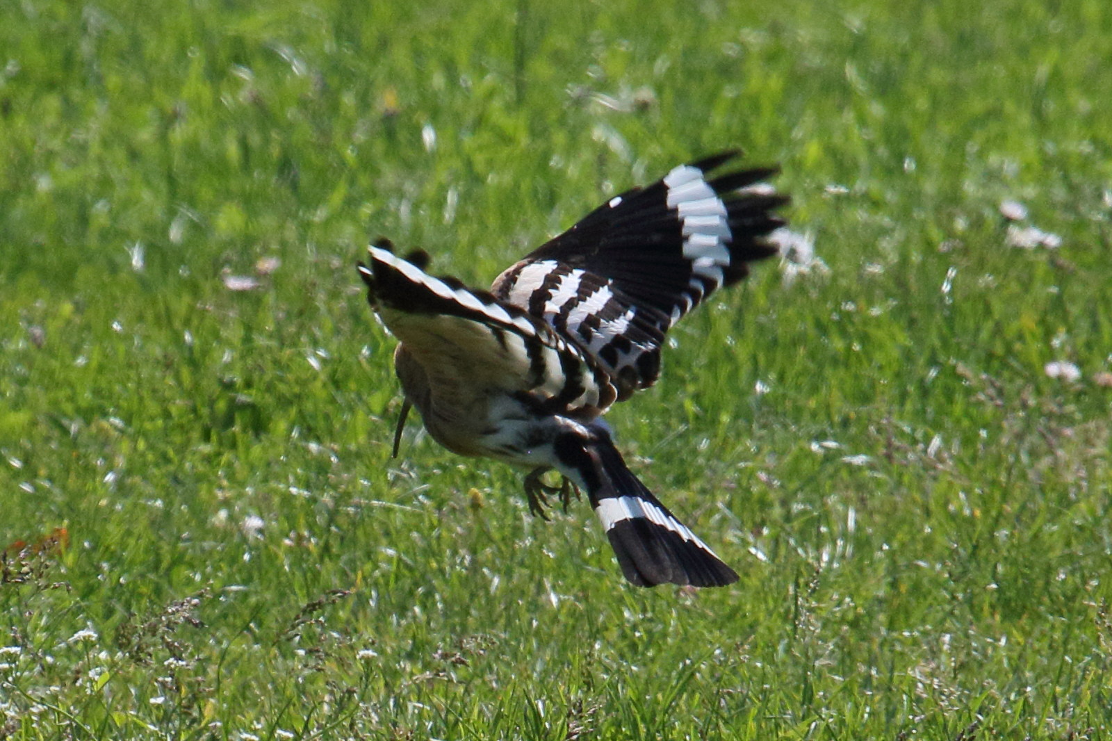 huppe_fasciee_-_upupa_epops8bd