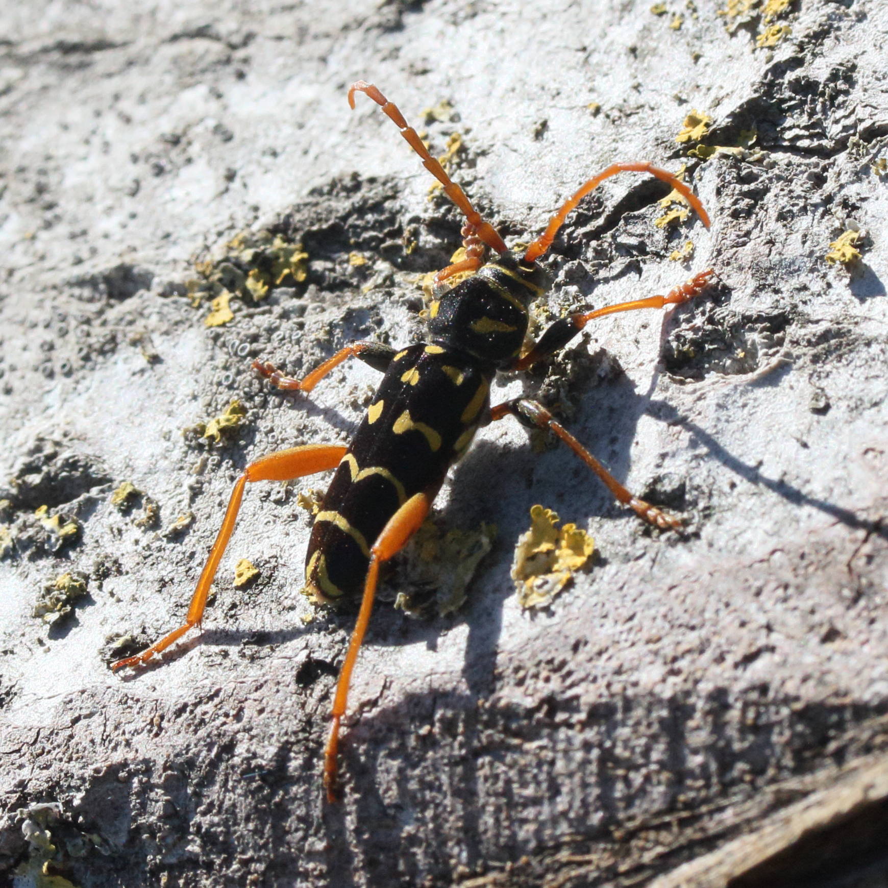 plagionotus_arcuatus3md