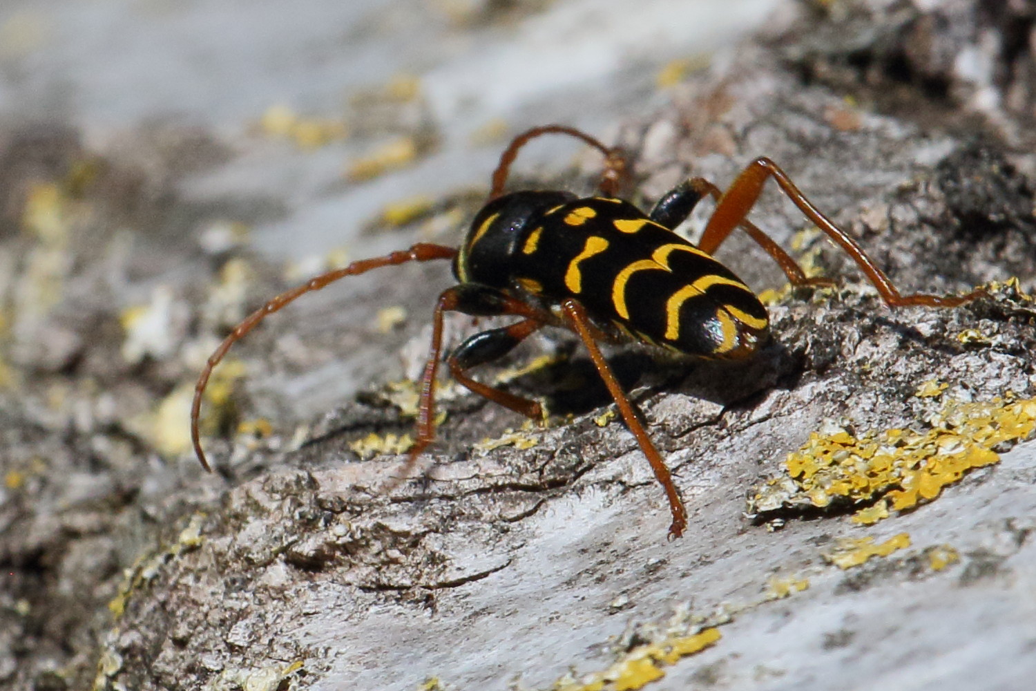 plagionotus_arcuatus4bd