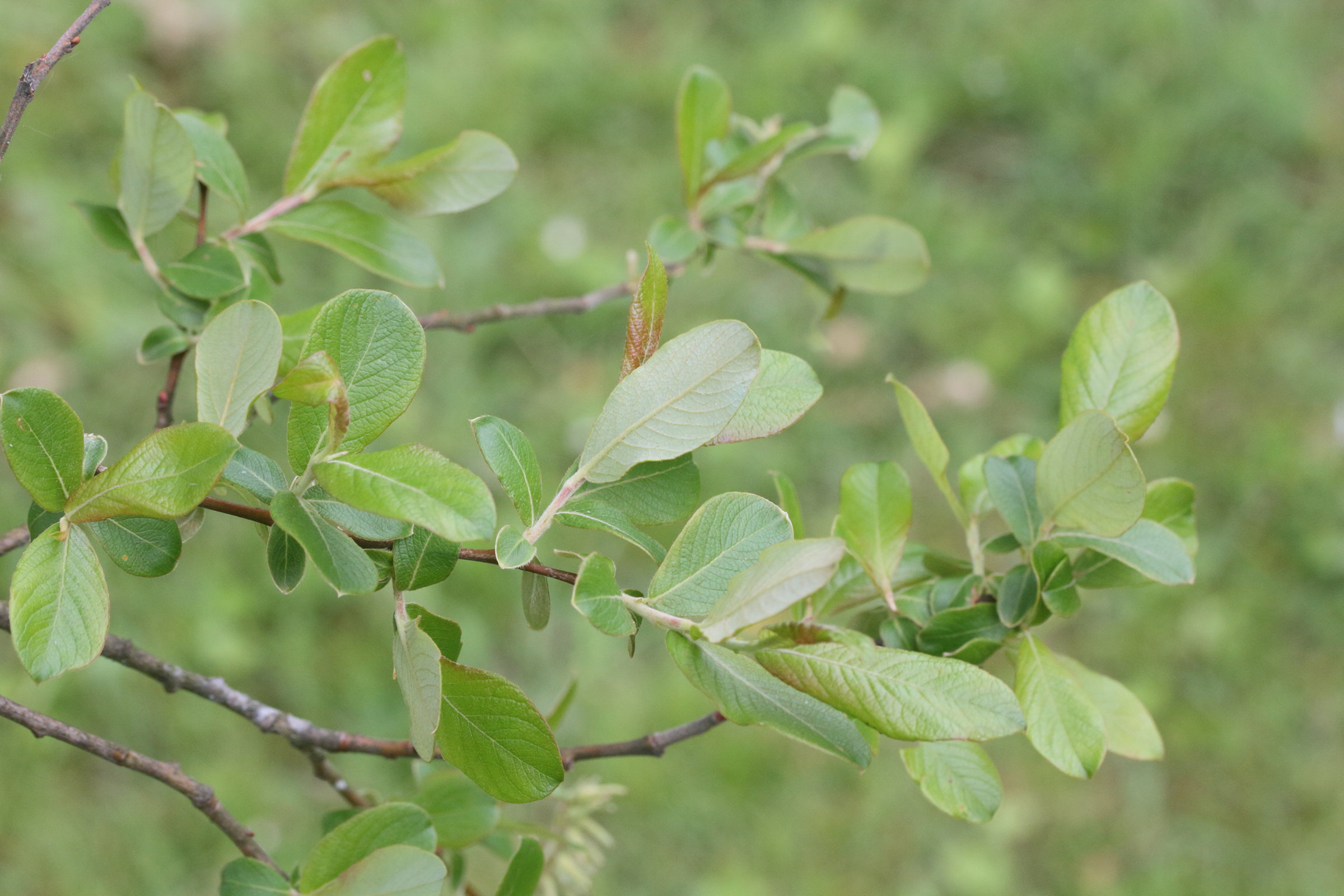 Afficher le média salix_atrocinerea1md salix_atrocinerea1md