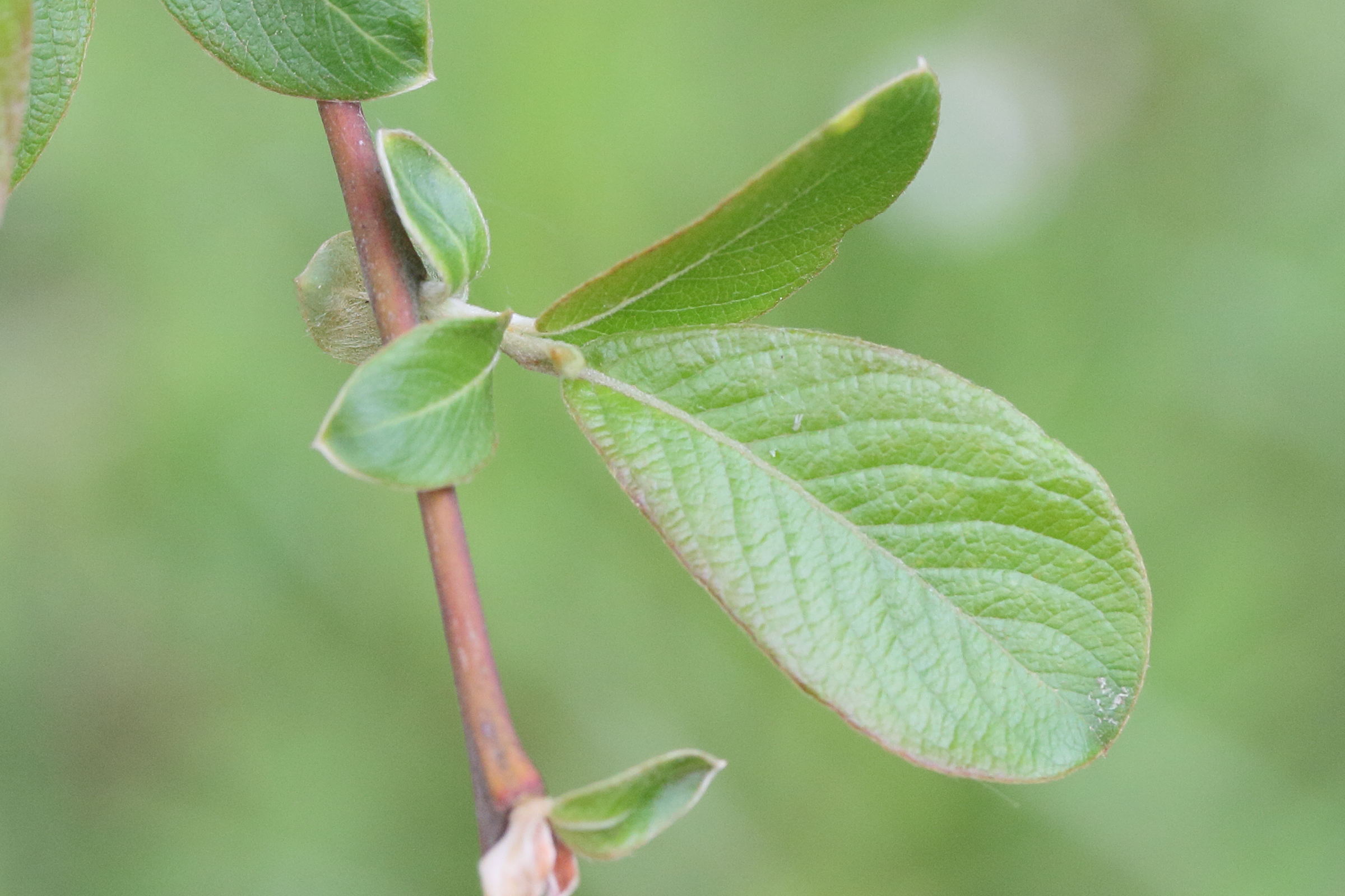 Afficher le média salix_atrocinerea2md salix_atrocinerea2md