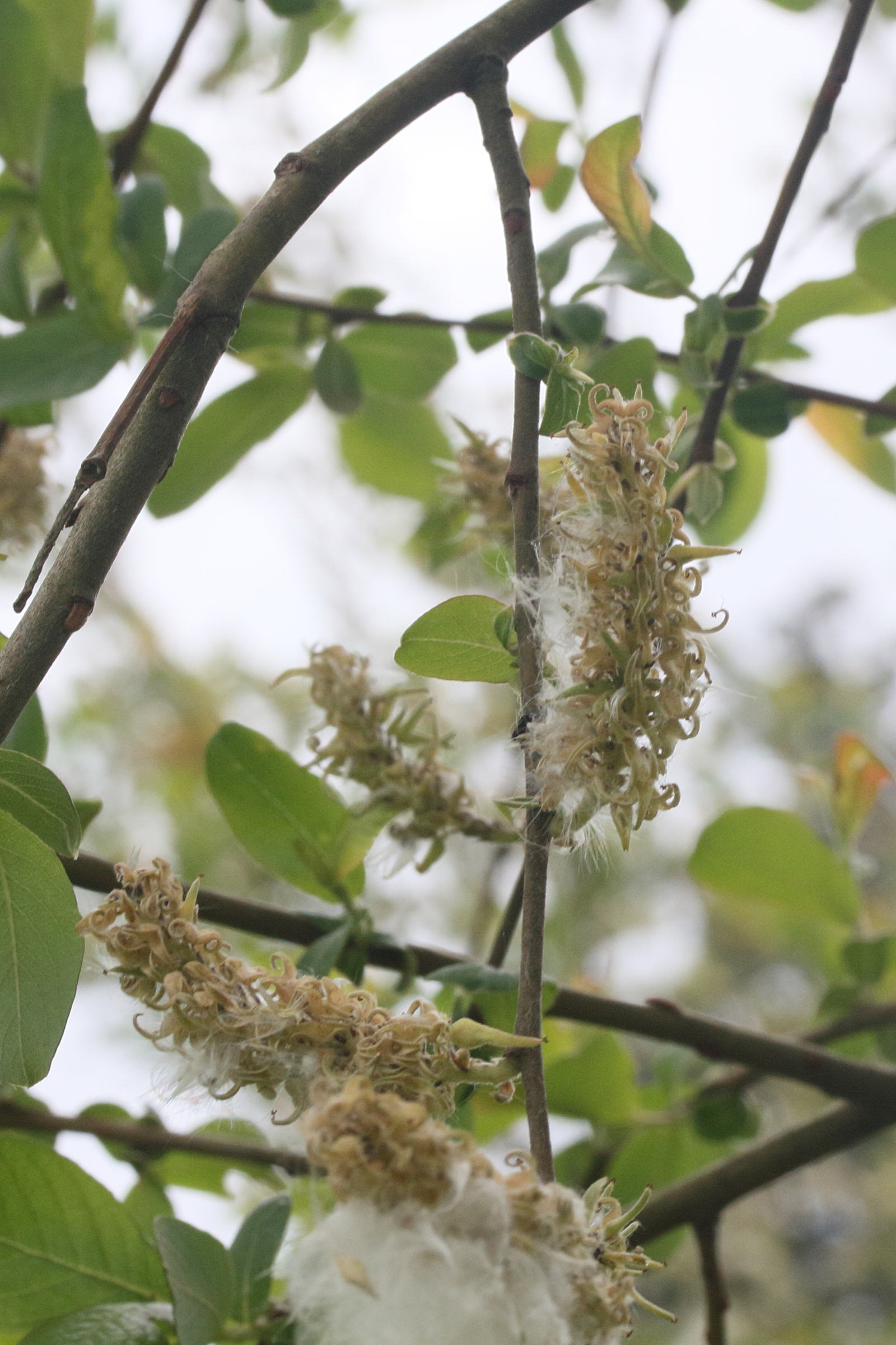 Afficher le média salix_atrocinerea3md salix_atrocinerea3md