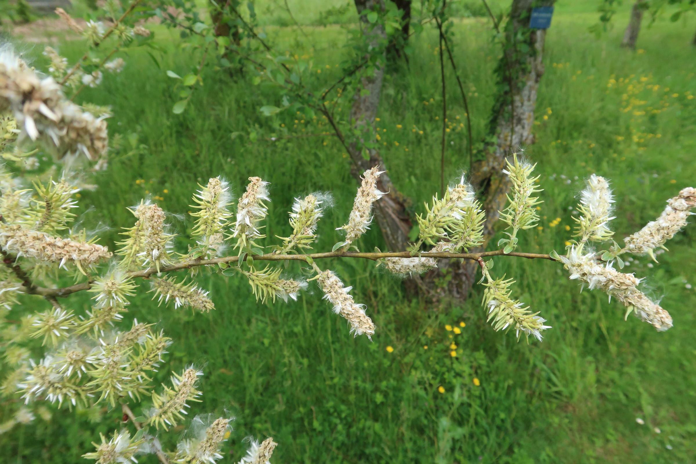 Afficher le média salix_atrocinerea4md salix_atrocinerea4md