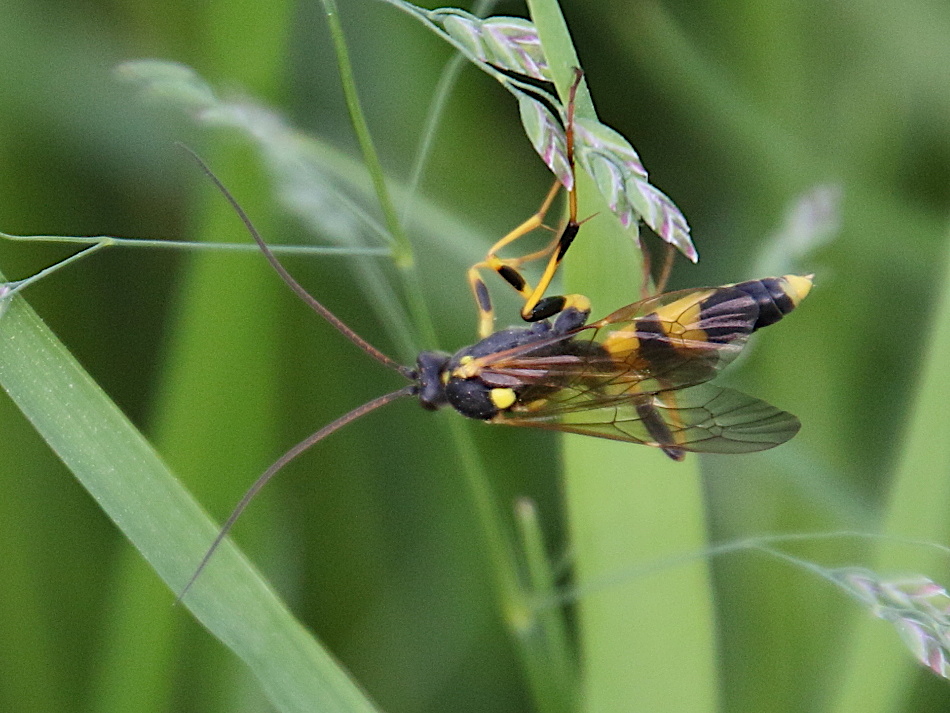 amblyteles_armatorius1bd