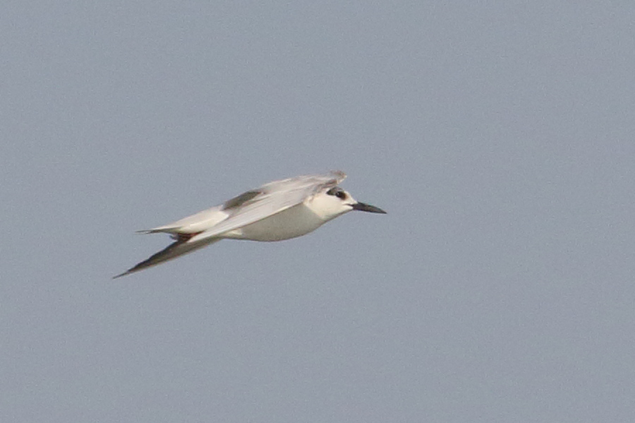 sterne_hansel_-_gelochelidon_nilotica2bd