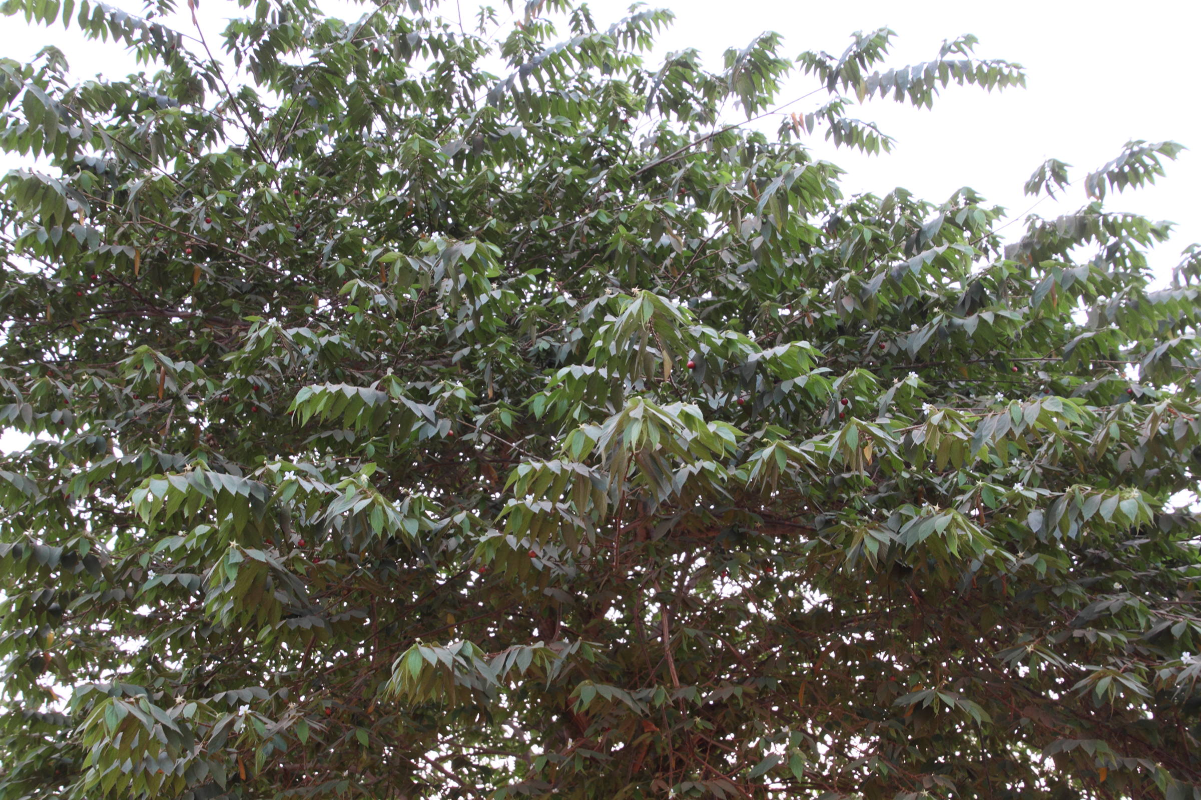 muntingia_calabura1md