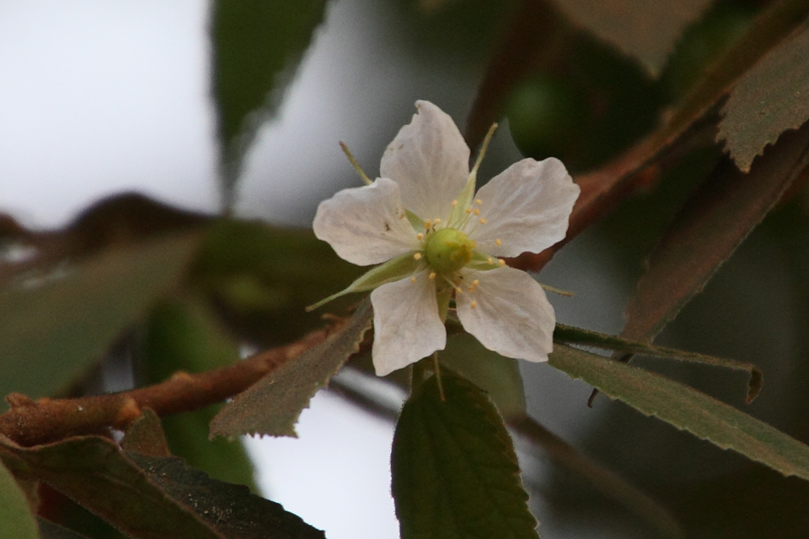 muntingia_calabura2md