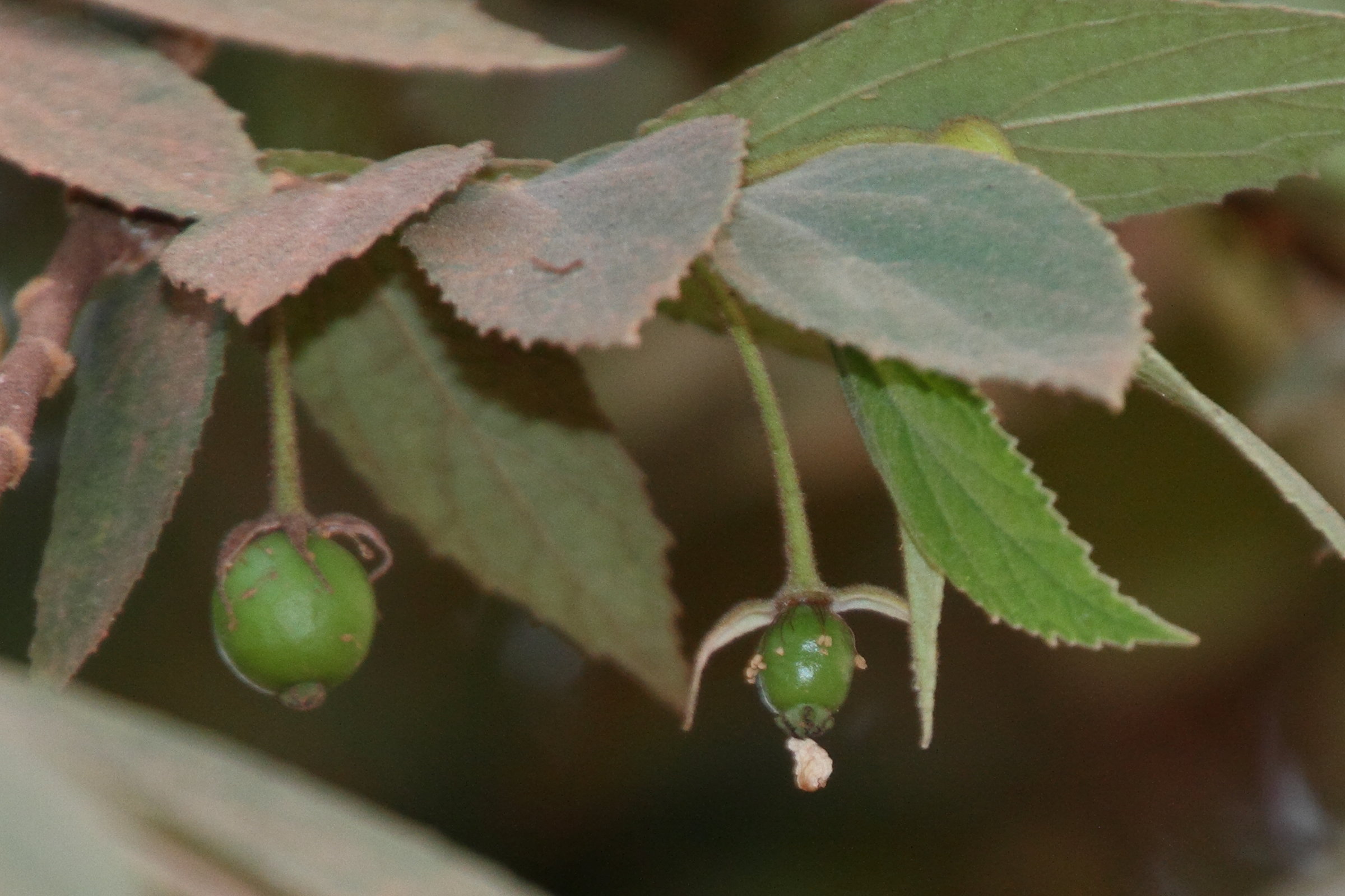 muntingia_calabura3md