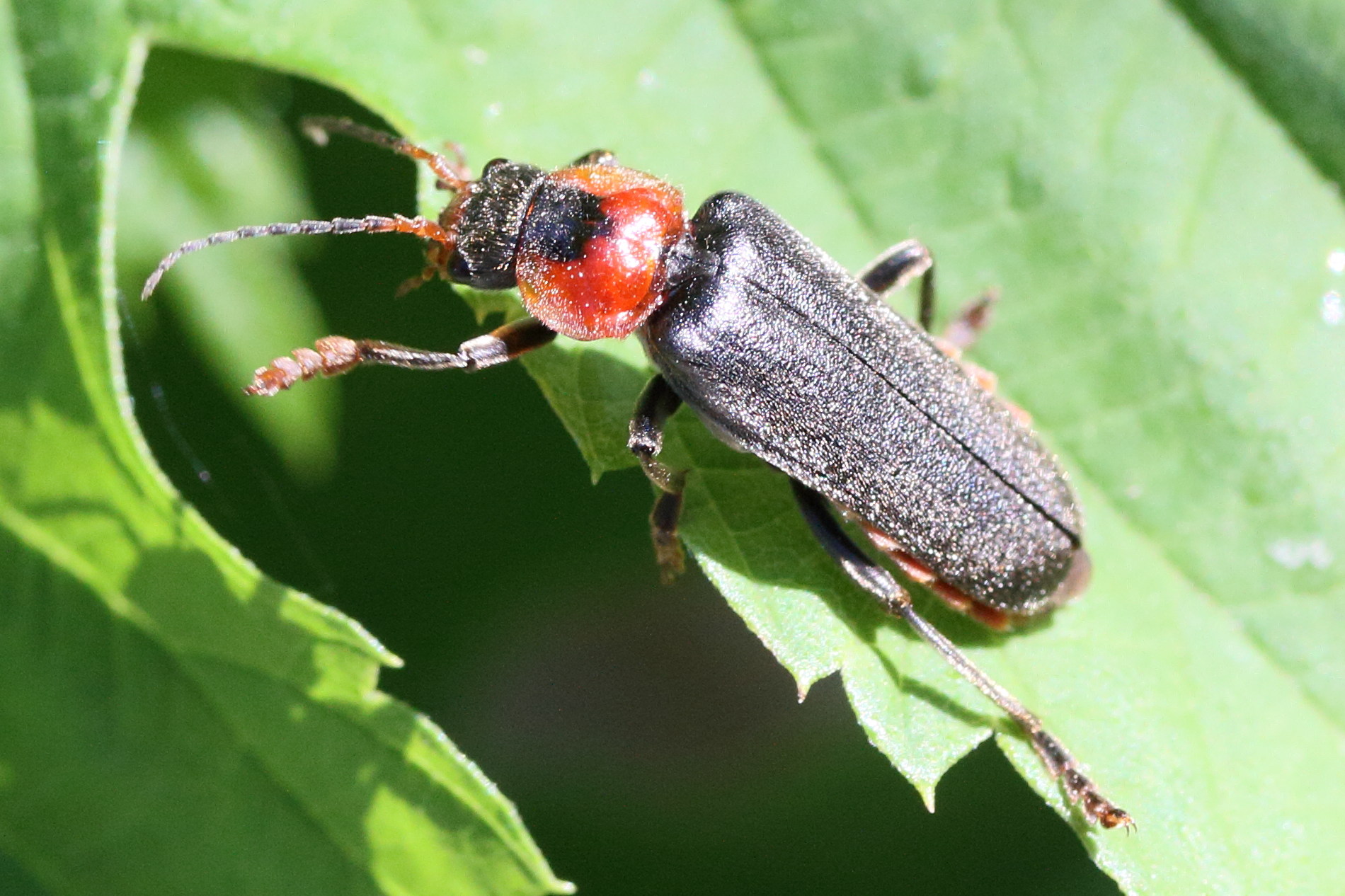 cantharis_fusca3md