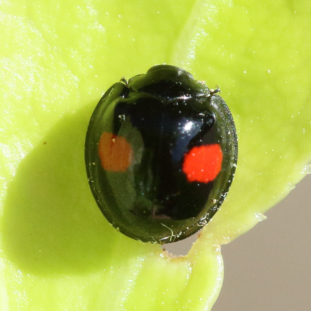 chilocorus_renipustulatus1md